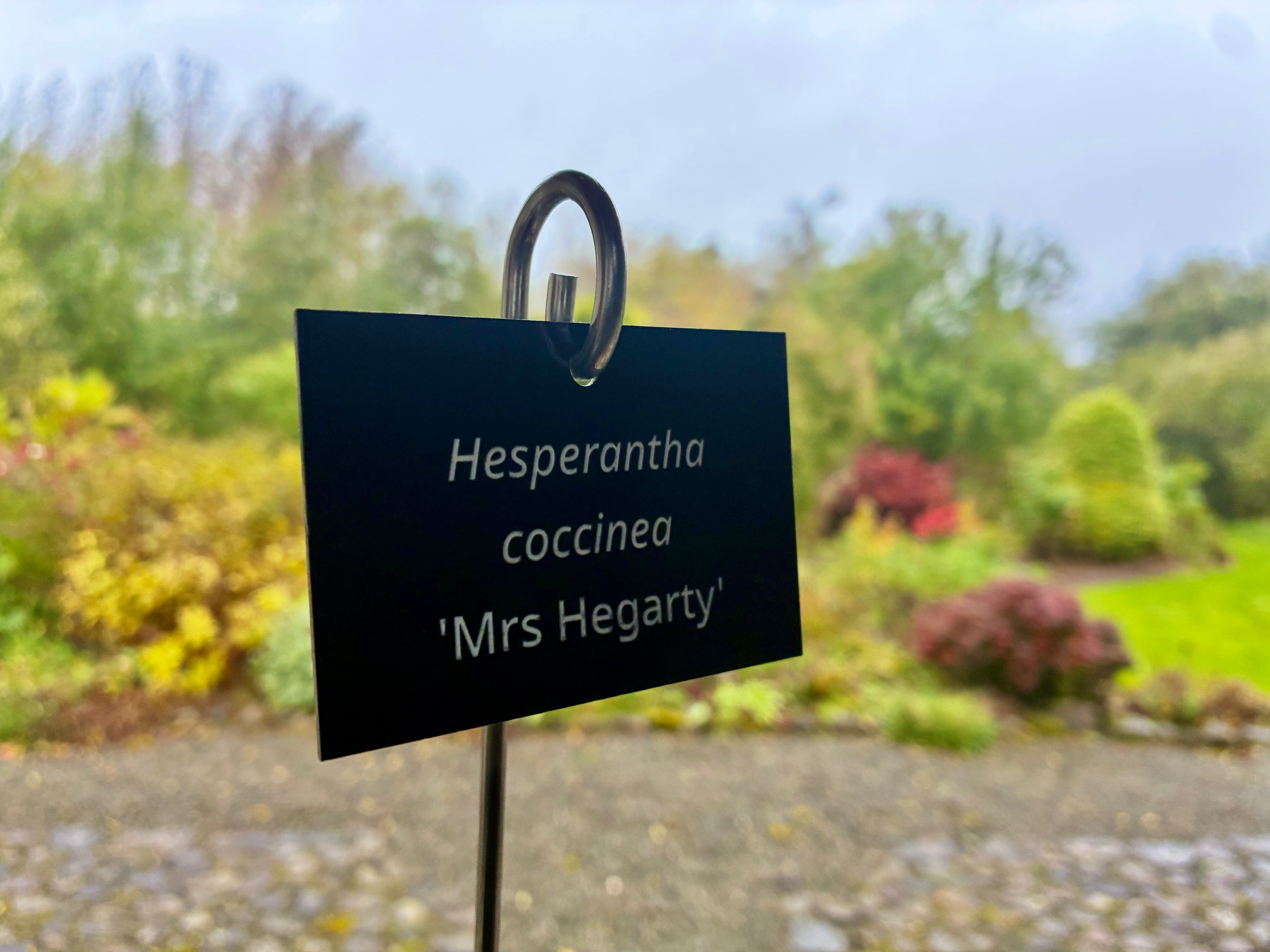 Hesperantha coccinea 'Mrs Hegarty' - Plant label