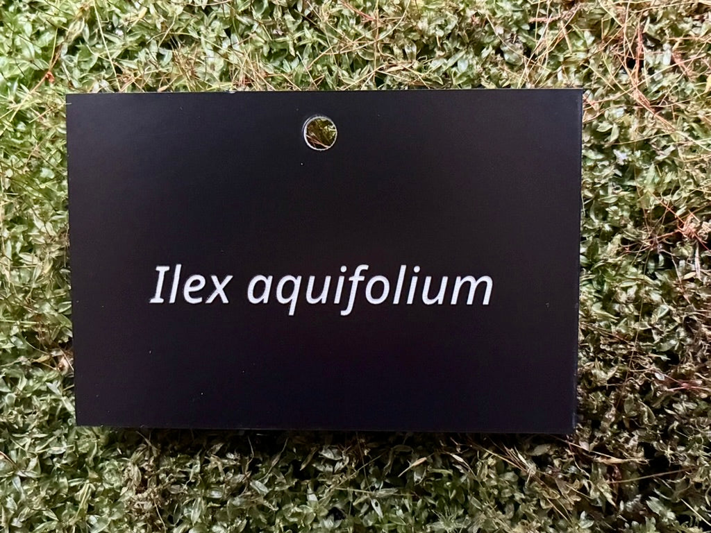Ilex aquifolium - Plant label