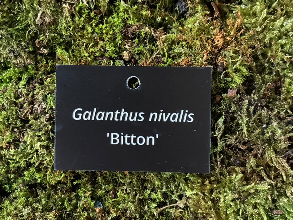 Galanthus nivalis 'Bitton' - Plant label