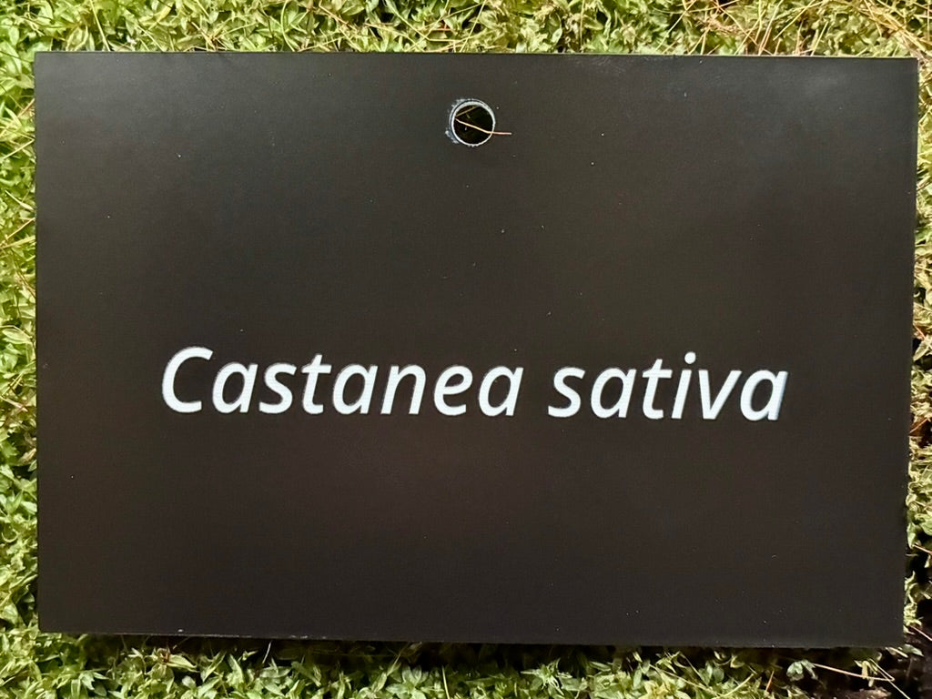 Castanea sativa - Plant label