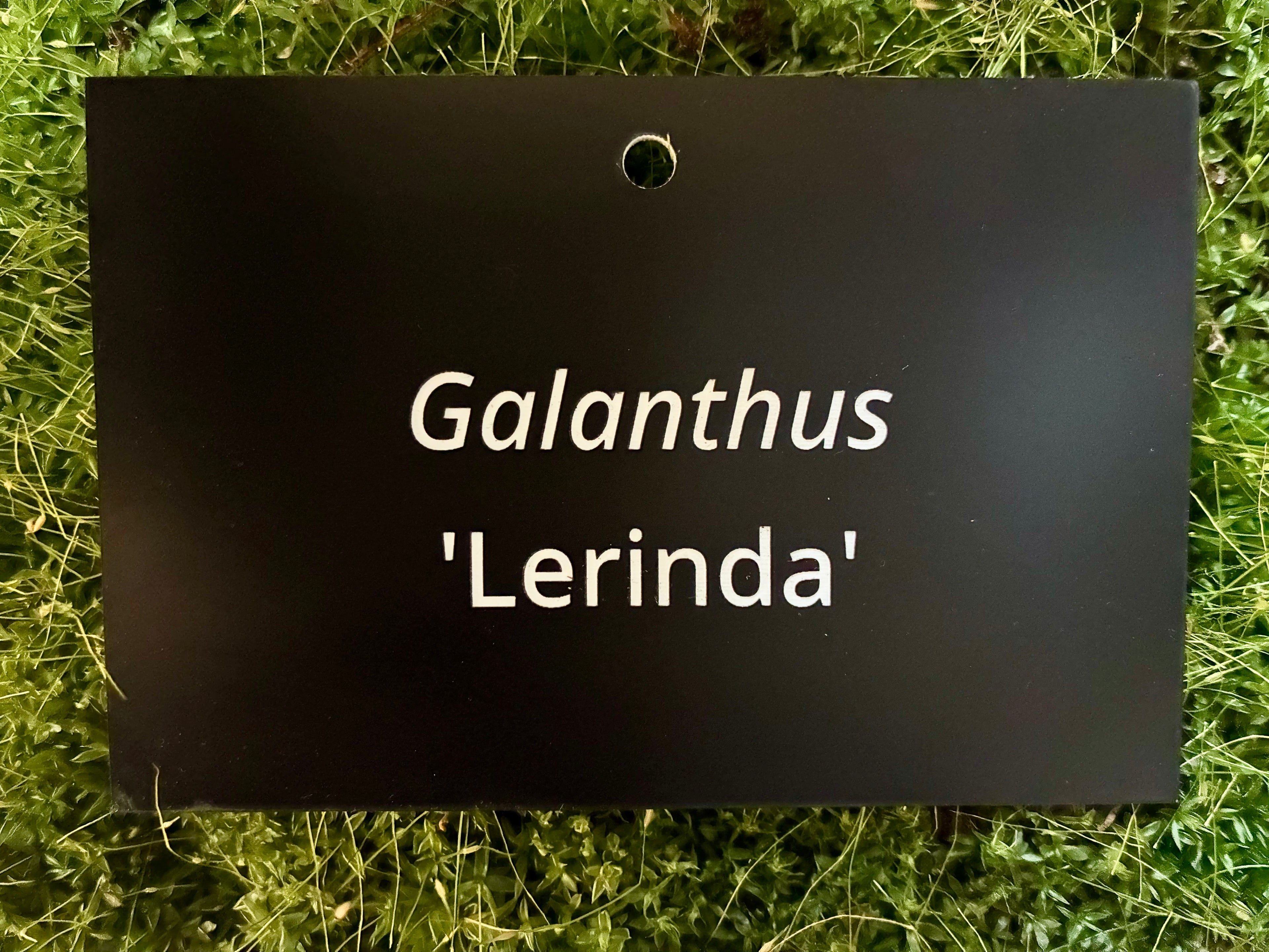 Galanthus 'Lerinda' - Plant label