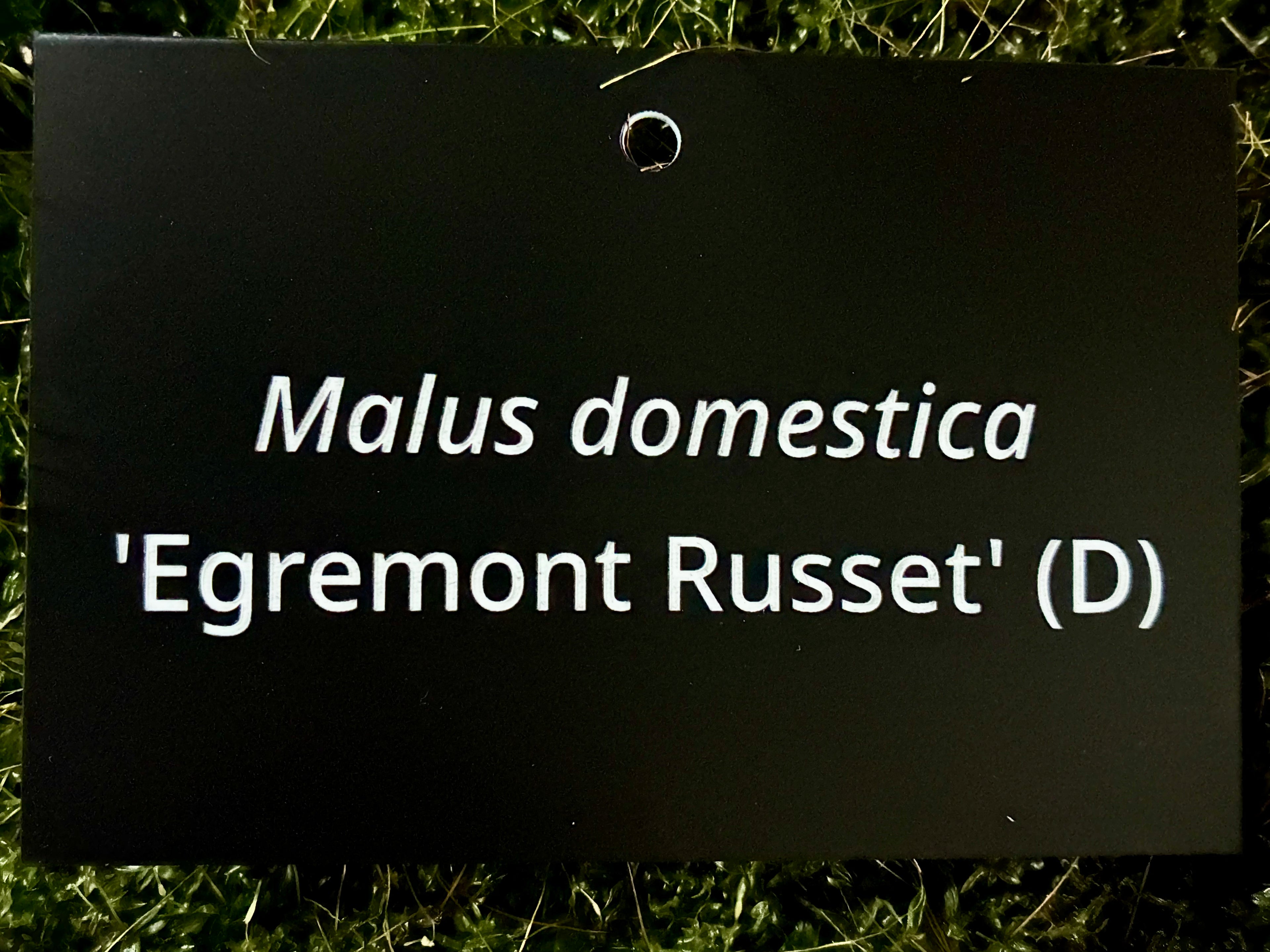 Malus domestica 'Egremont Russet' (D) - Plant label