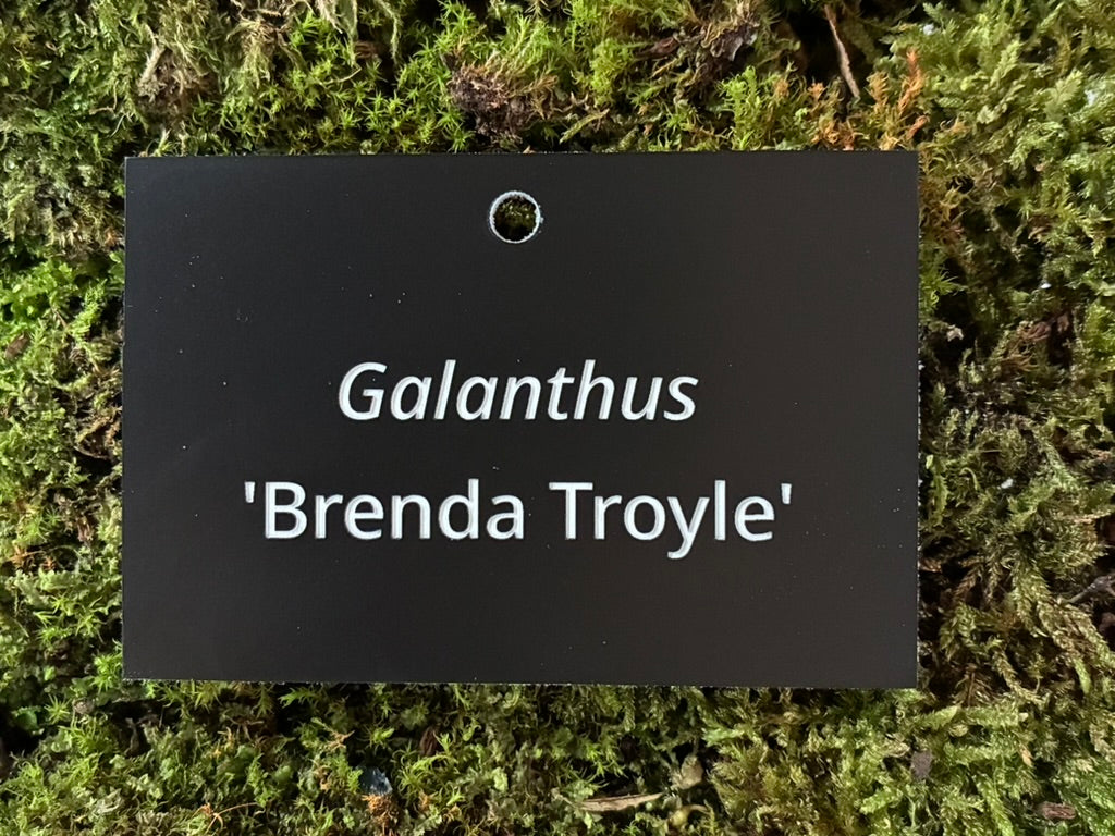 Galanthus 'Brenda Troyle' - Plant label
