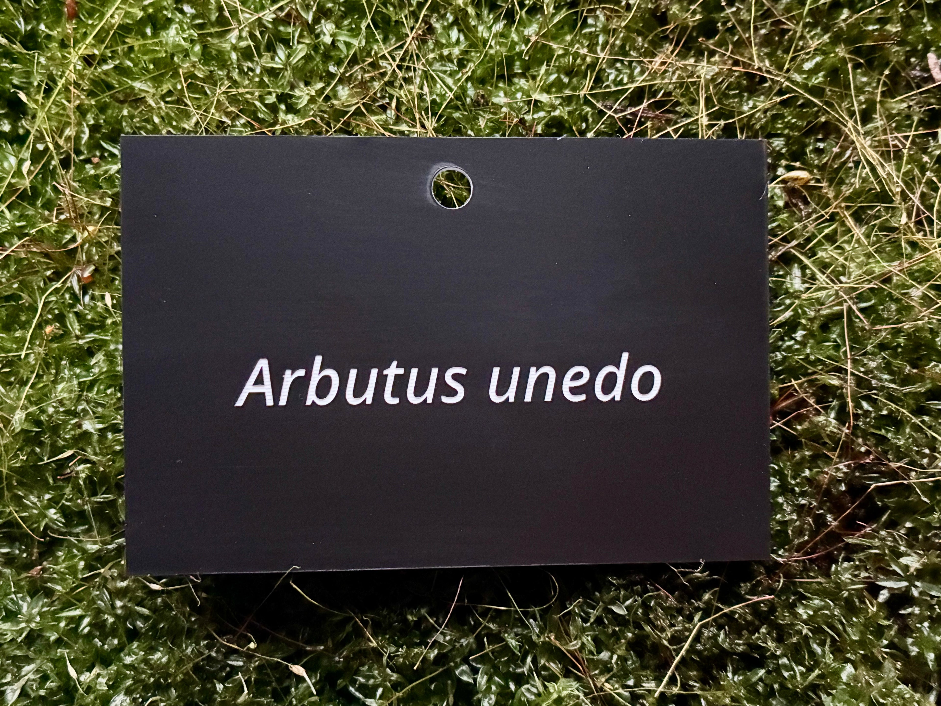Arbutus unedo - Plant label