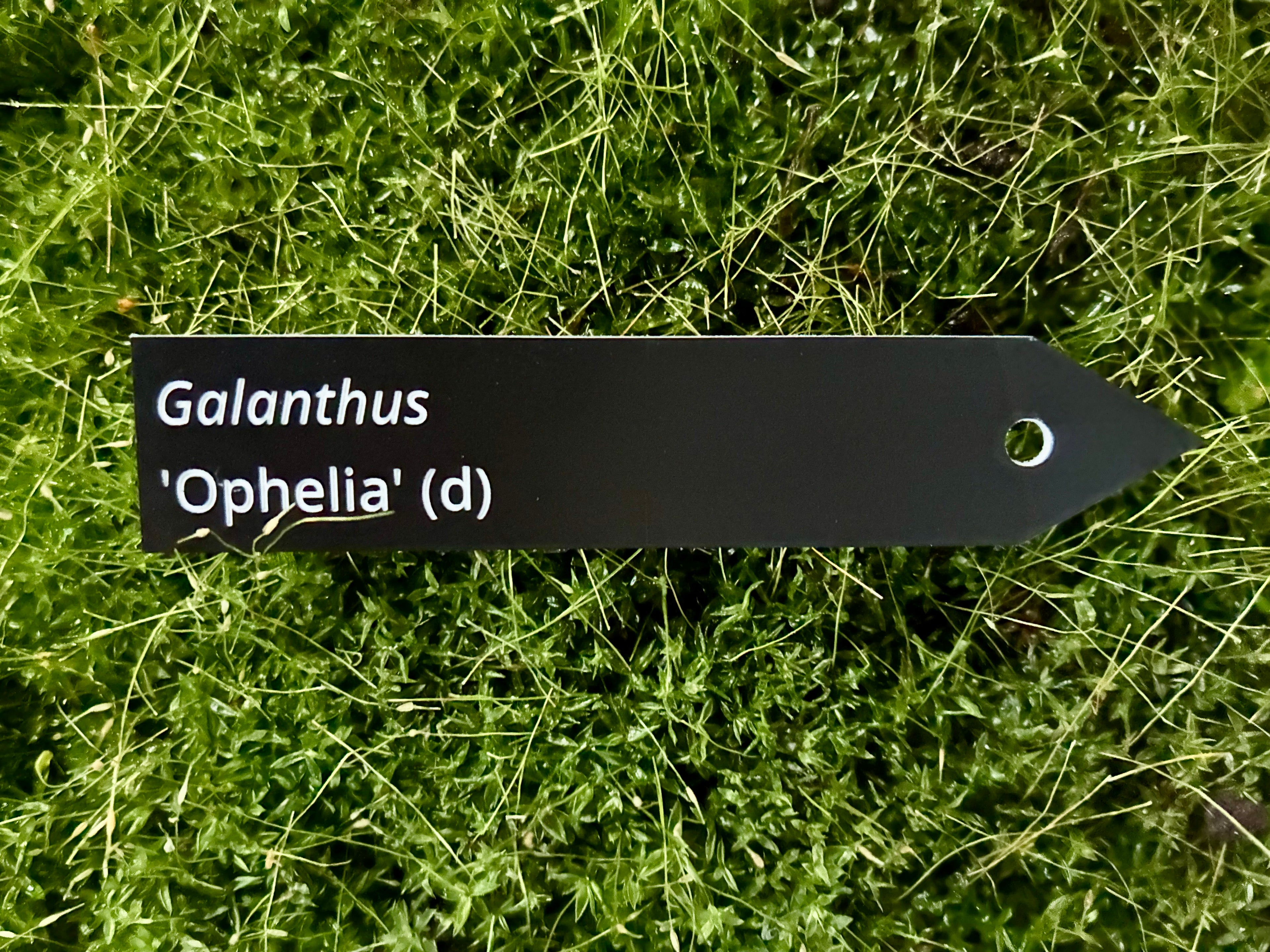 Galanthus 'Ophelia' (d) - Plant label