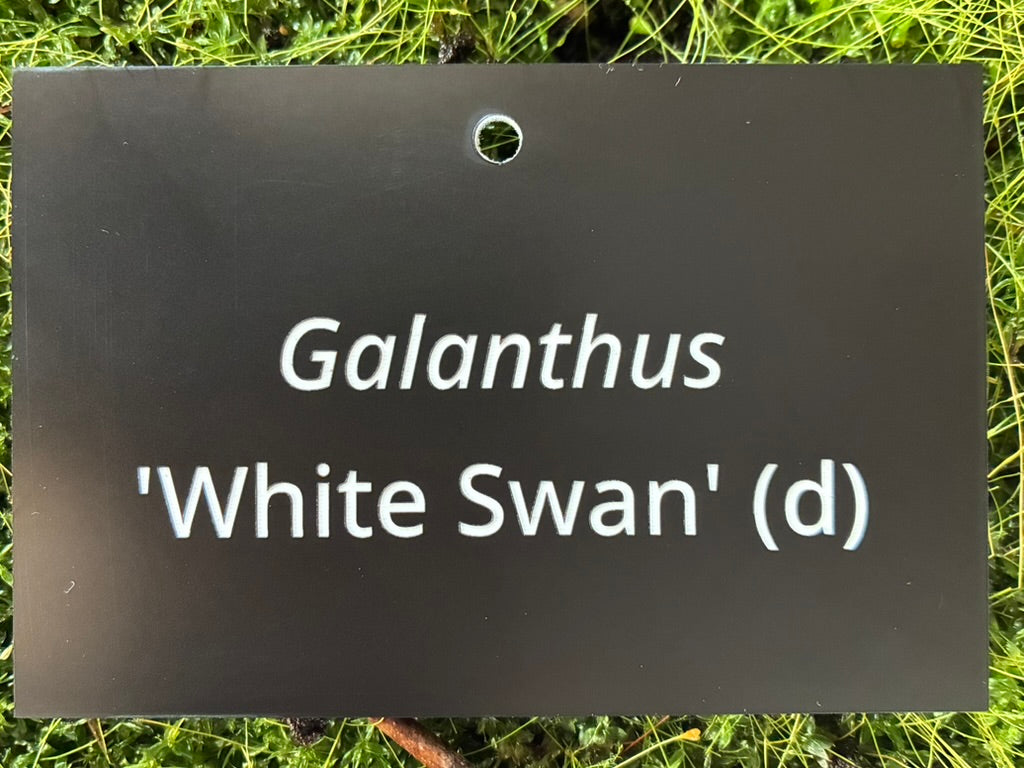 Galanthus 'White Swan' (d) - Plant label