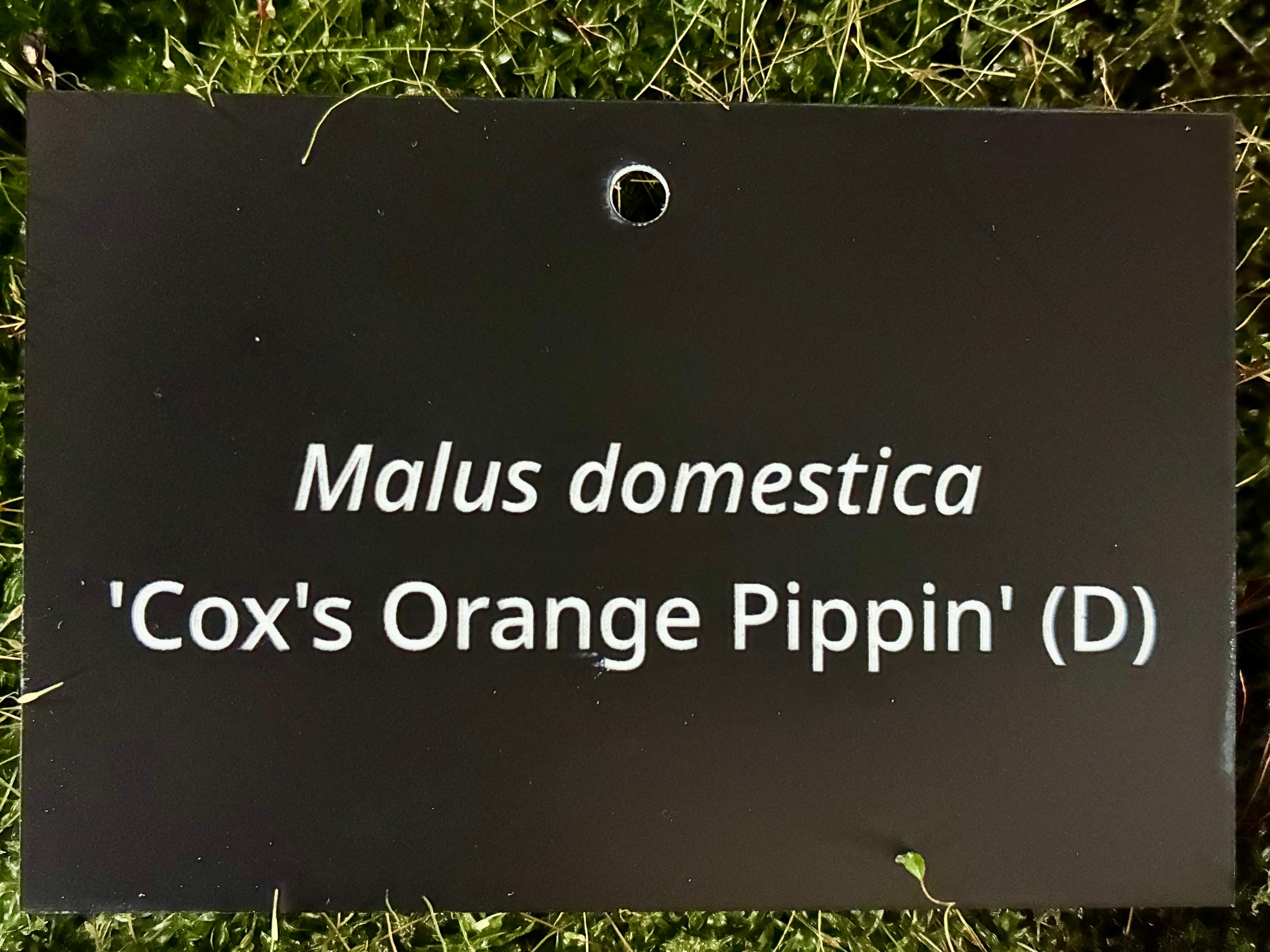 Malus domestica 'Cox's Orange Pippin' (D) - Plant label