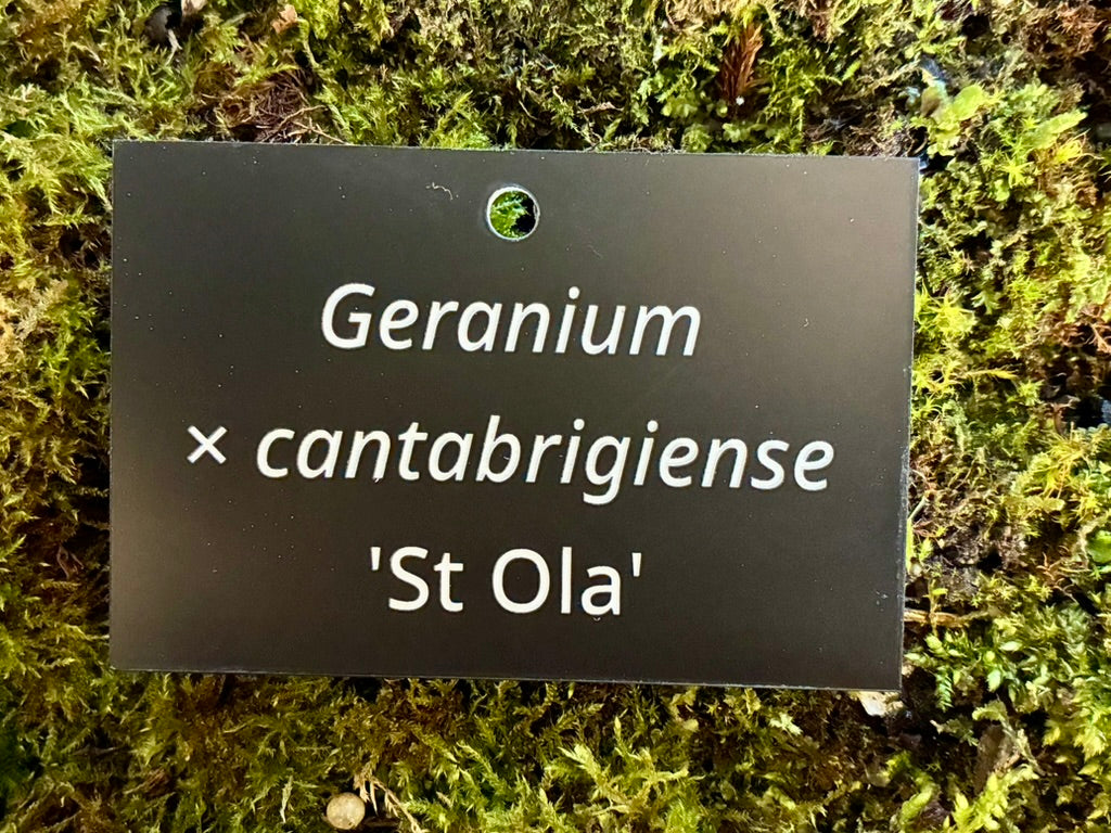 Geranium × cantabrigiense ‘St. Ola’ - Plant label