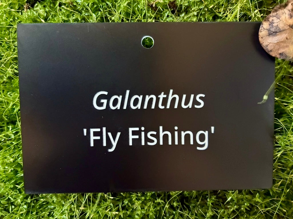 Galanthus 'Fly Fishing' - Plant label