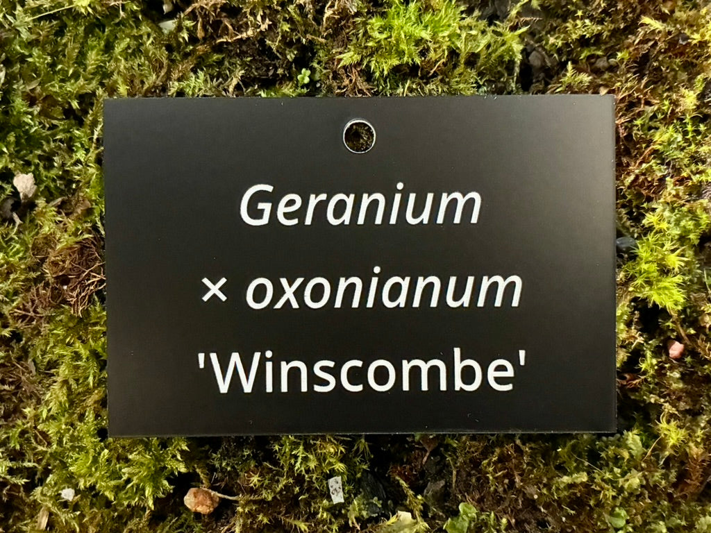 Geranium × oxonianum 'Winscombe' - Plant label