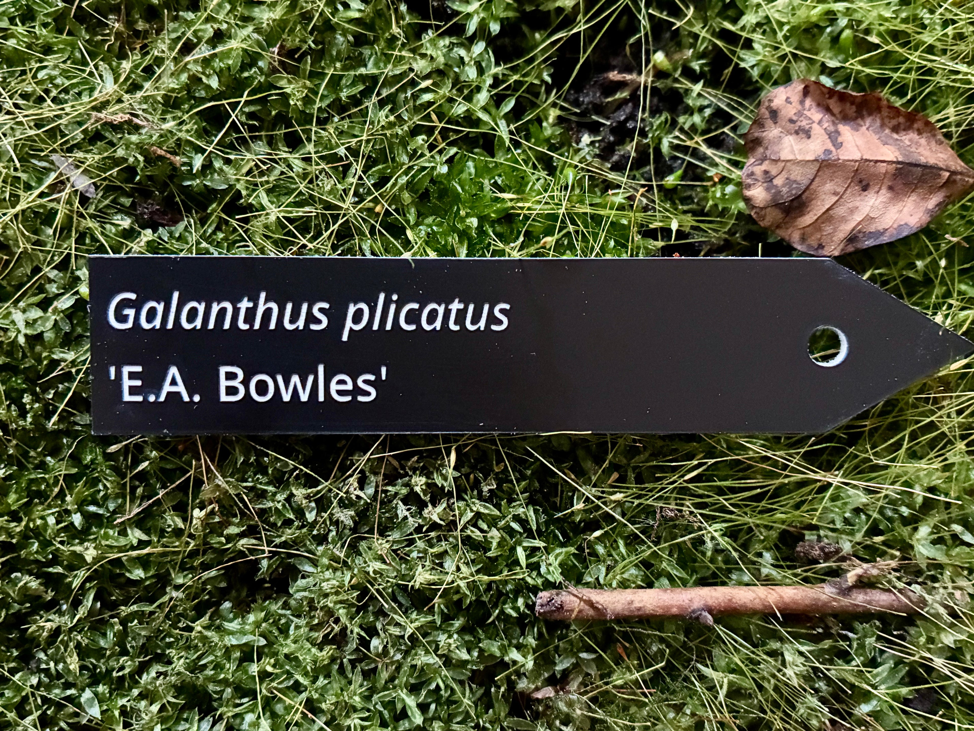 Galanthus plicatus 'E.A. Bowles' - Plant label