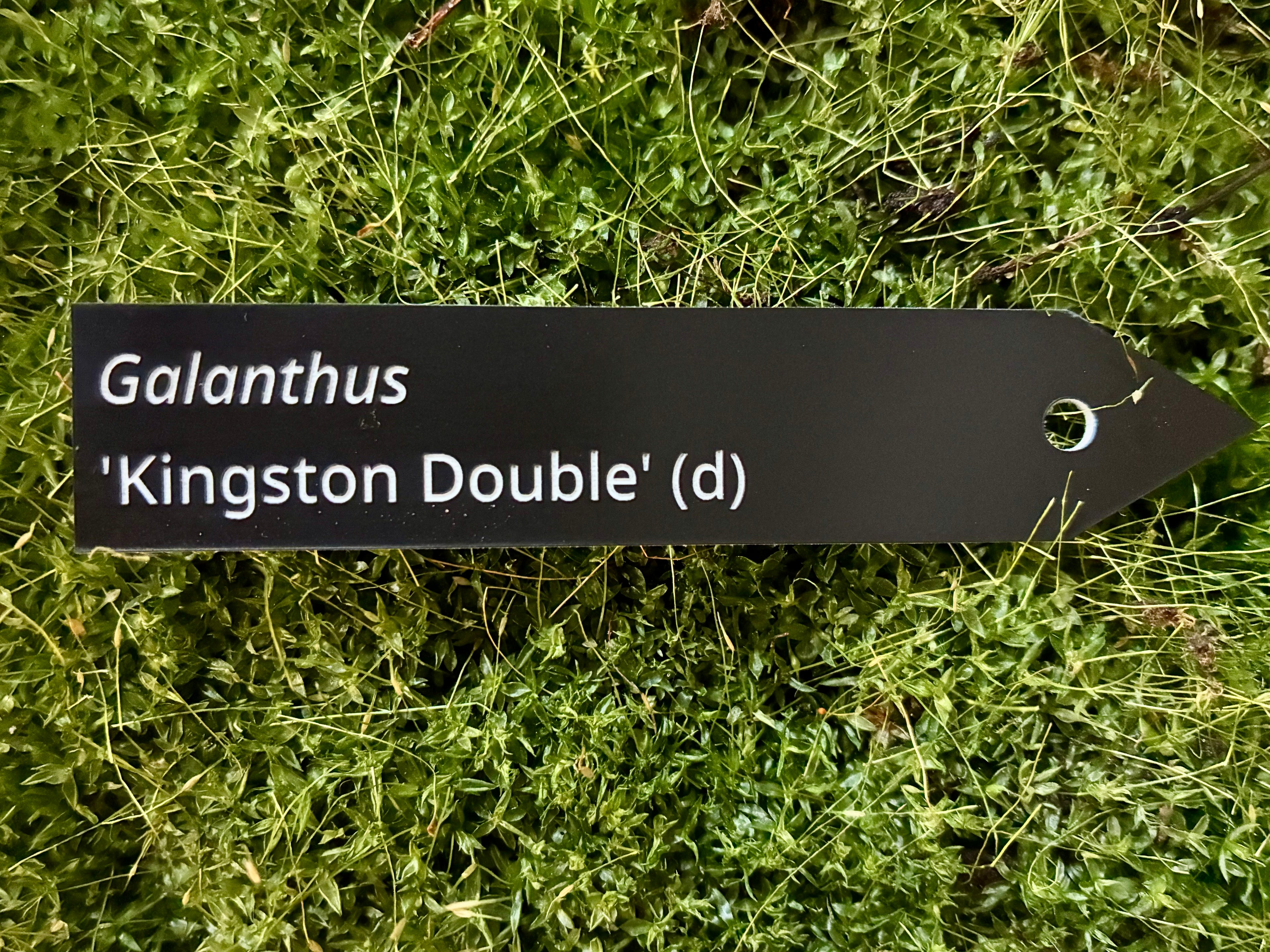 Galanthus 'Kingston Double' (d) - Plant label
