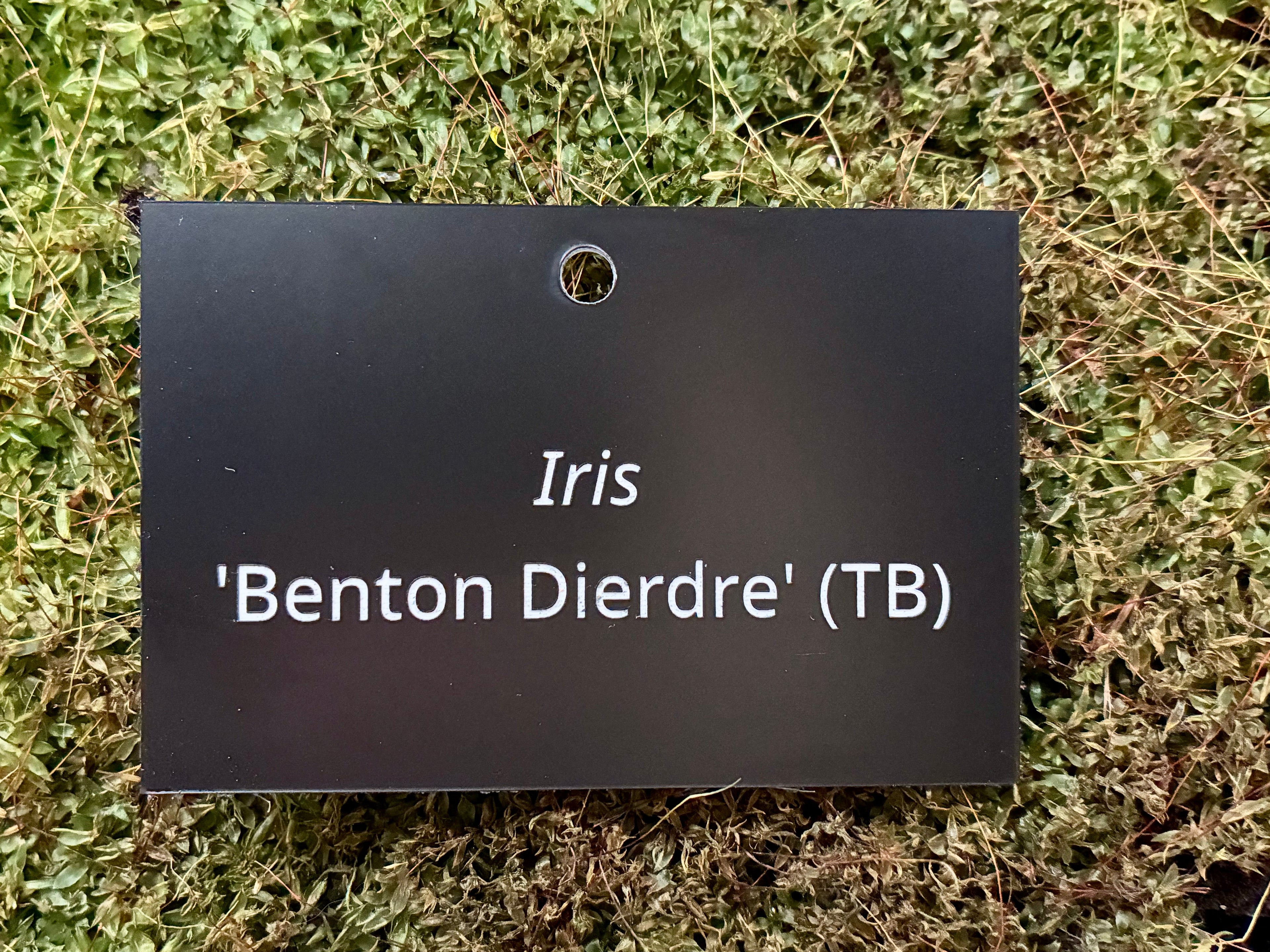 Iris 'Benton Dierdre' (TB) - Plant label