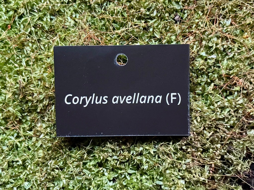 Corylus avellana (F) - Plant label