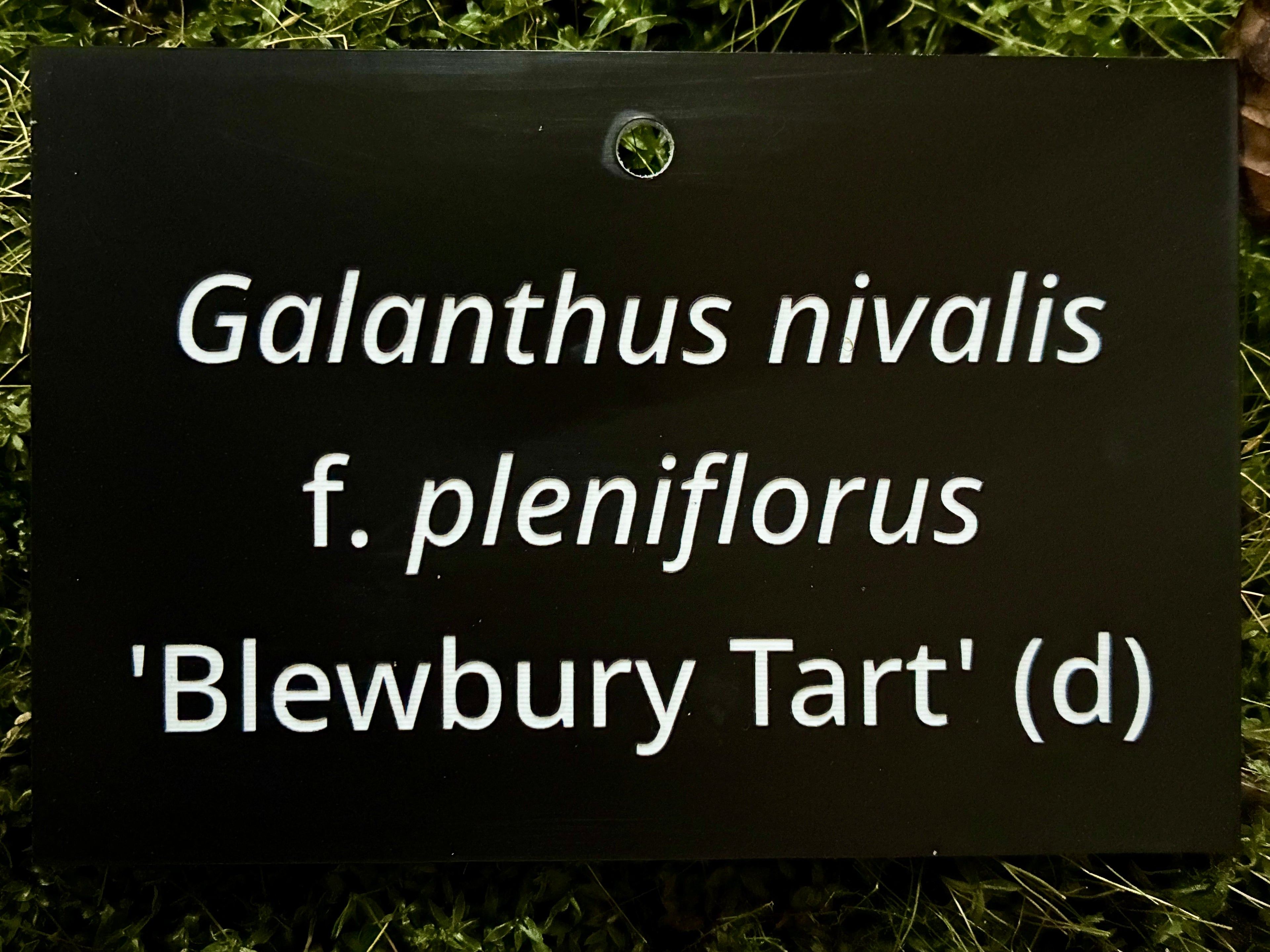 Galanthus nivalis f. pleniflorus 'Blewbury Tart' (d) - Plant label