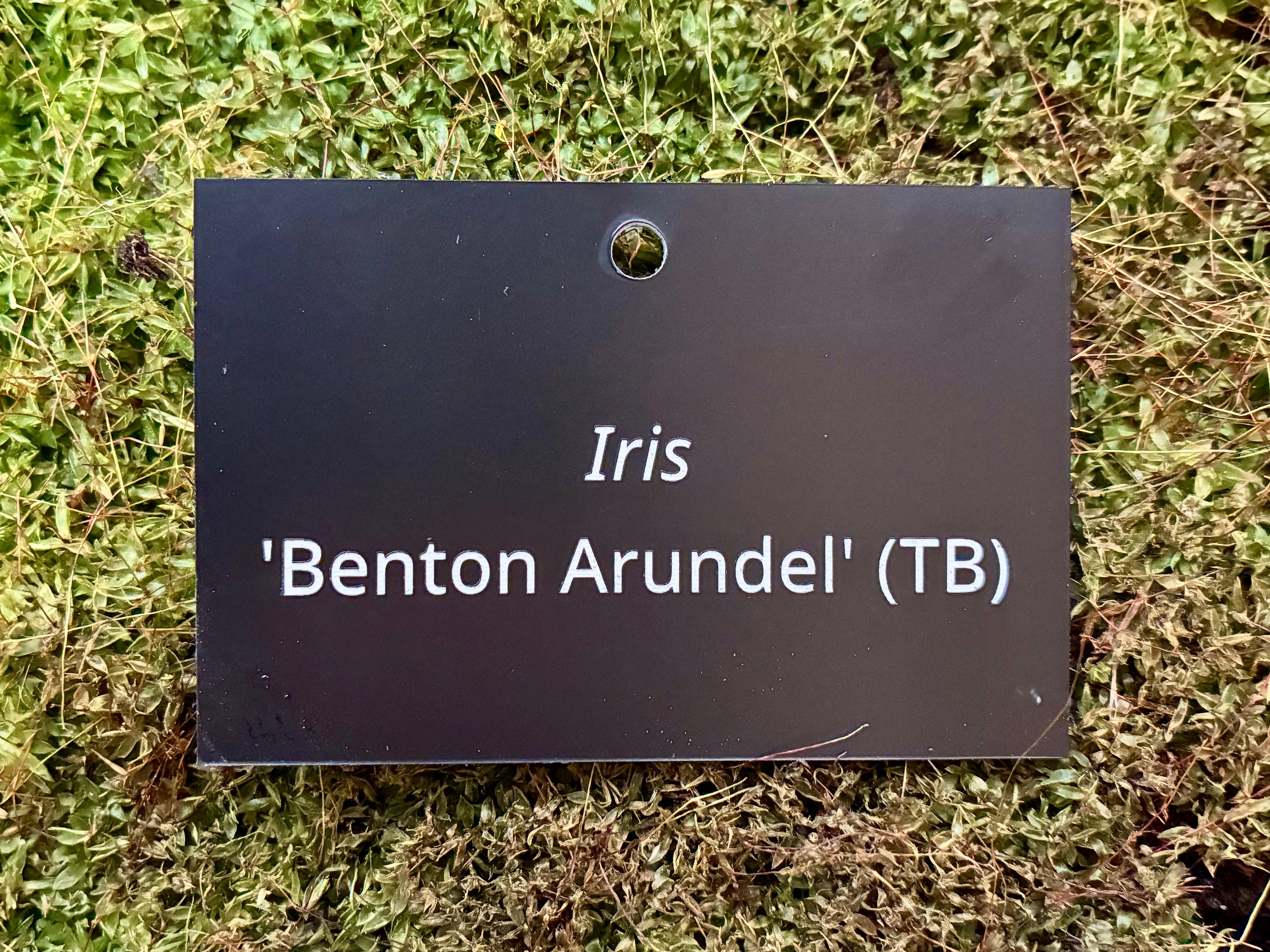 Iris 'Benton Arundel' (TB) - Plant label