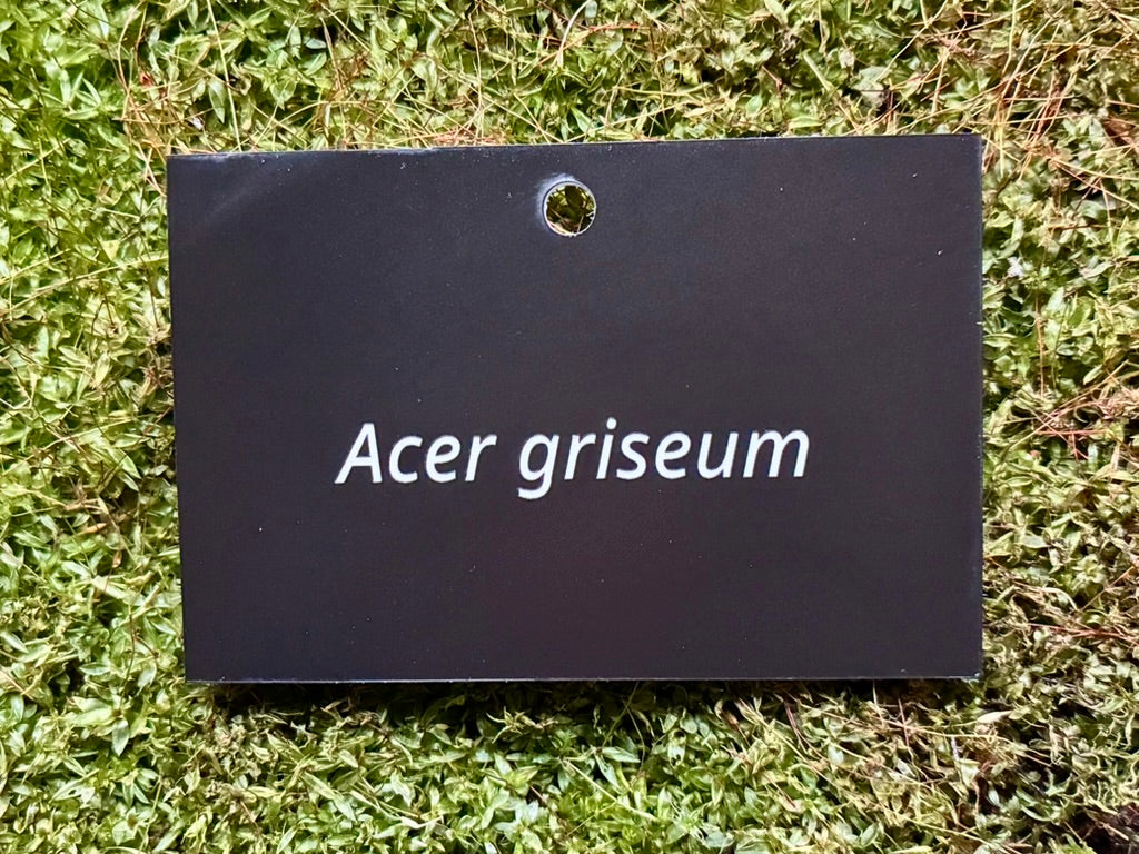 Acer griseum - Plant label