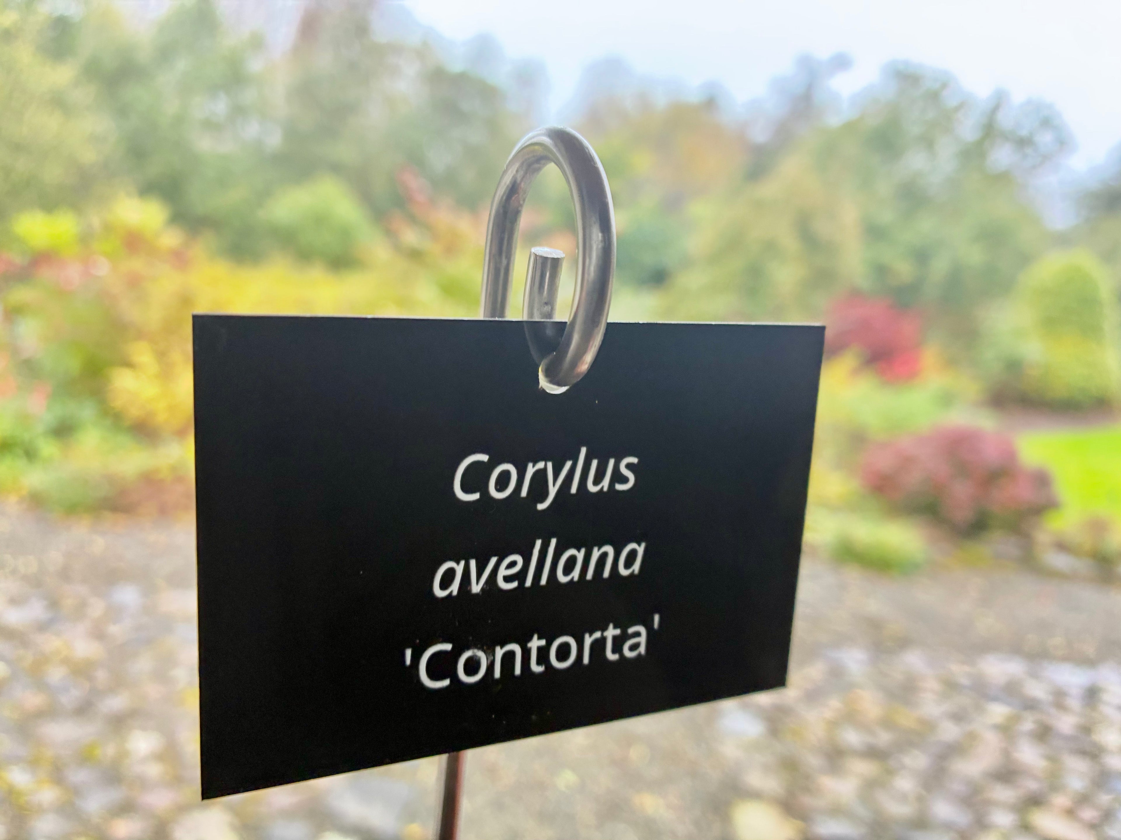 Corylus avellana 'Contorta' - Plant label