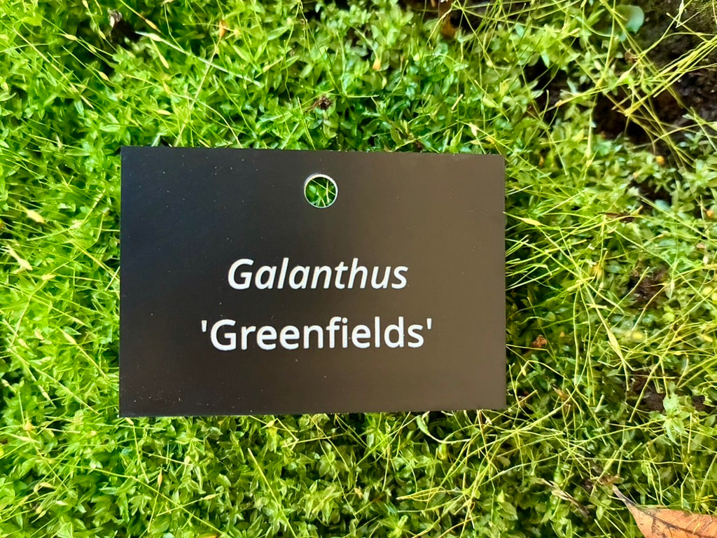 Galanthus 'Greenfields' - Plant label