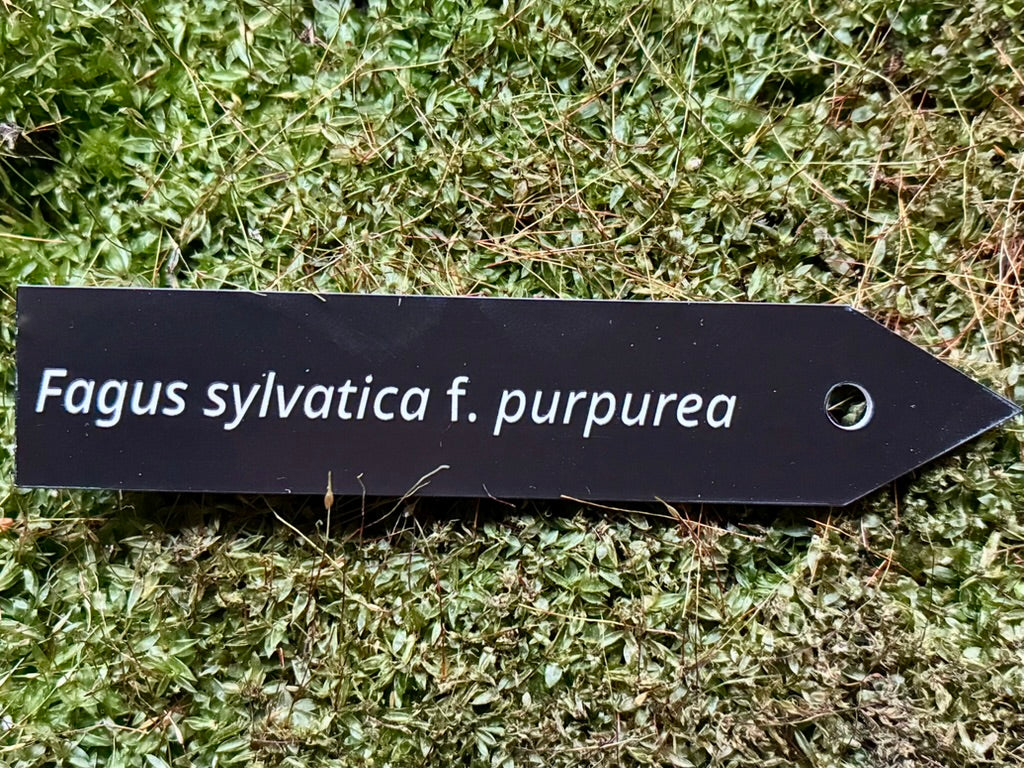 Fagus sylvatica f. purpurea - Plant label