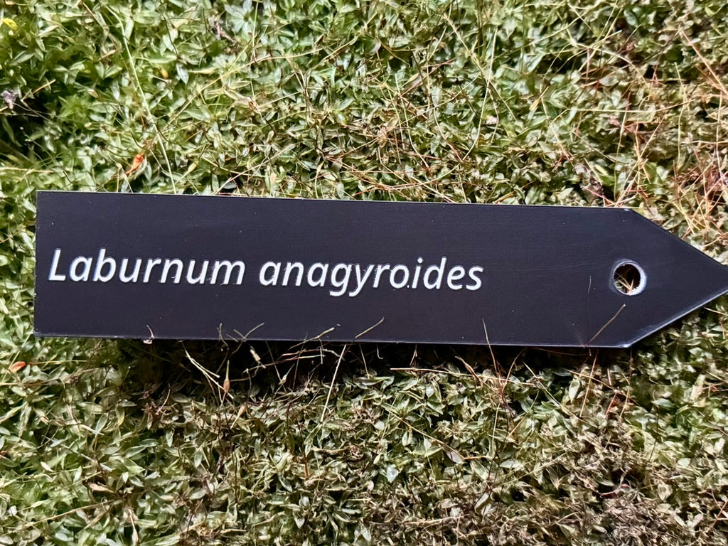 Laburnum anagyroides - Plant label