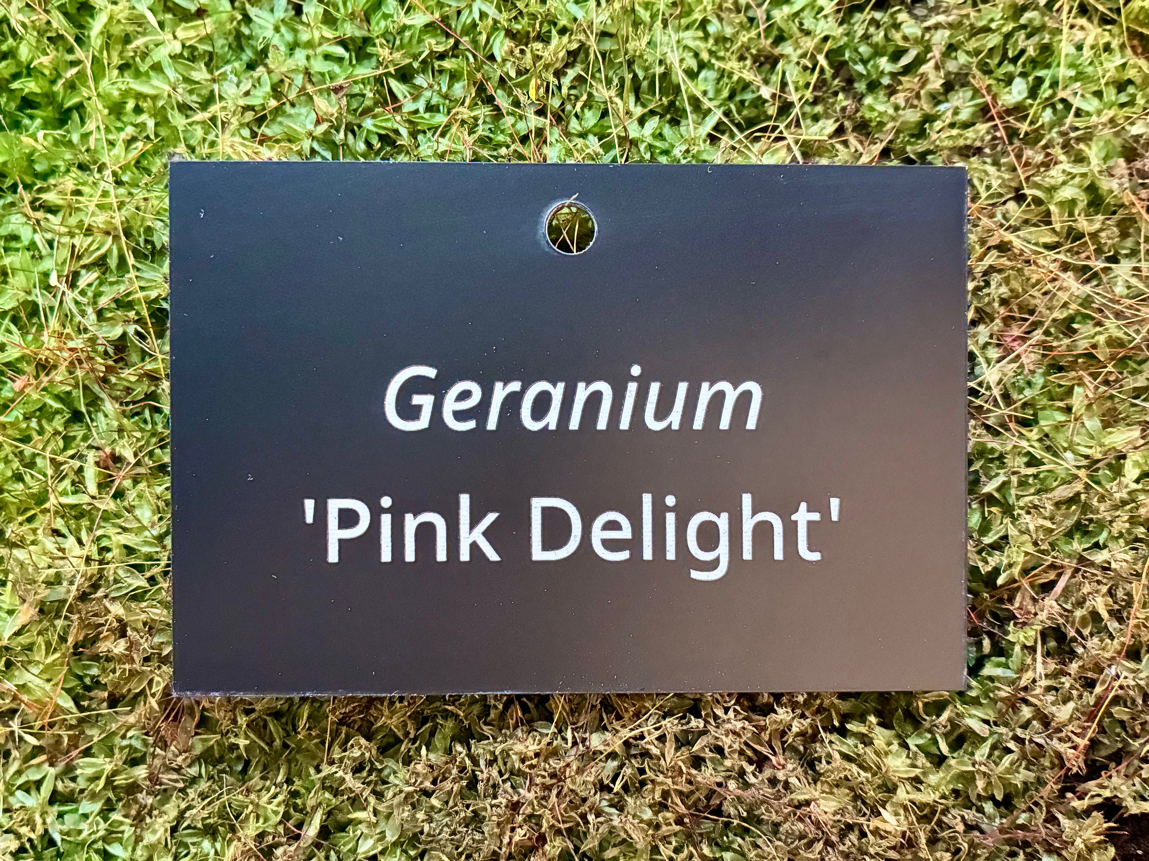 Geranium 'Pink Delight' - Plant label