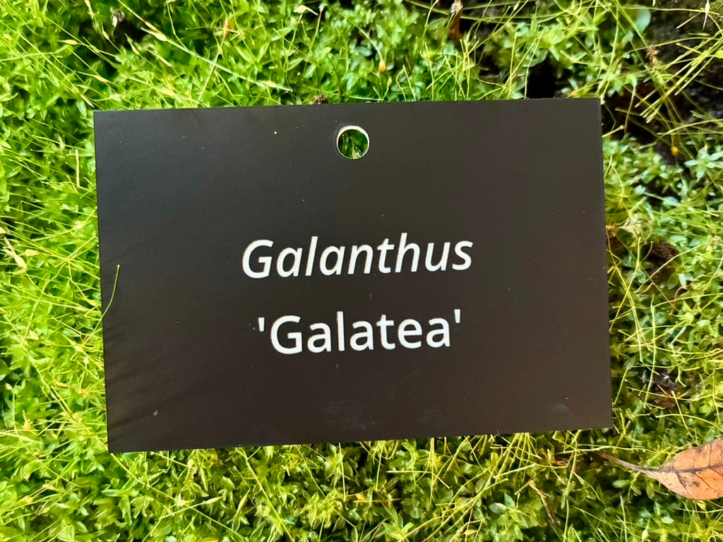 Galanthus 'Galatea' - Plant label