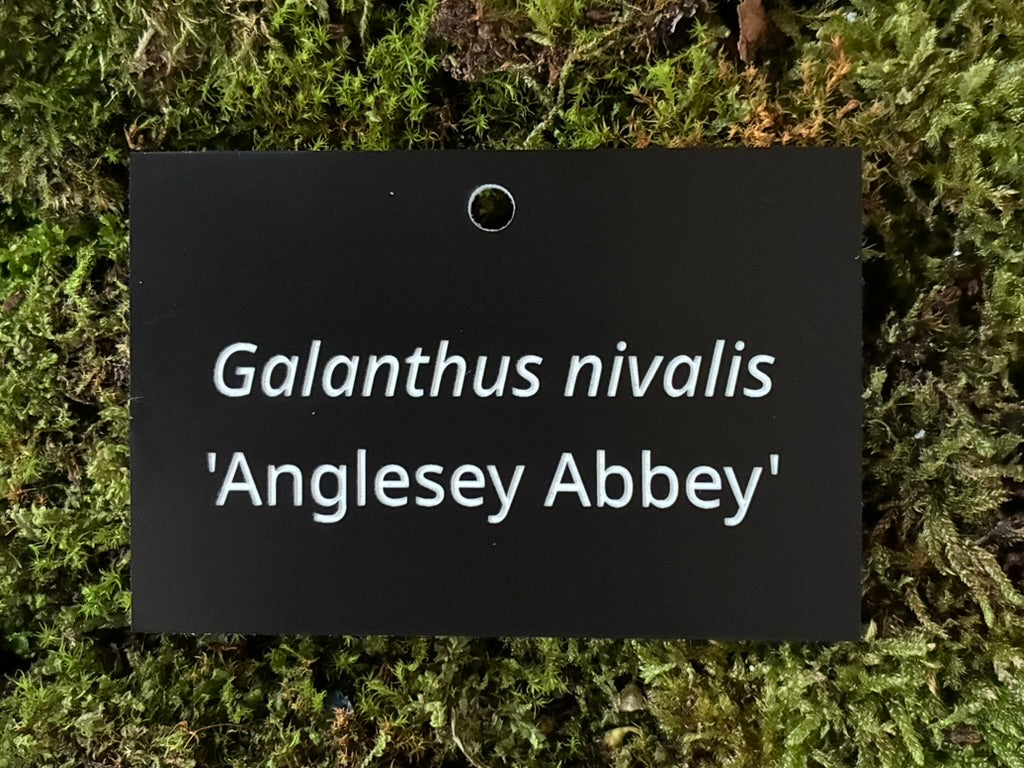 Galanthus nivalis 'Anglesey Abbey' - Plant label