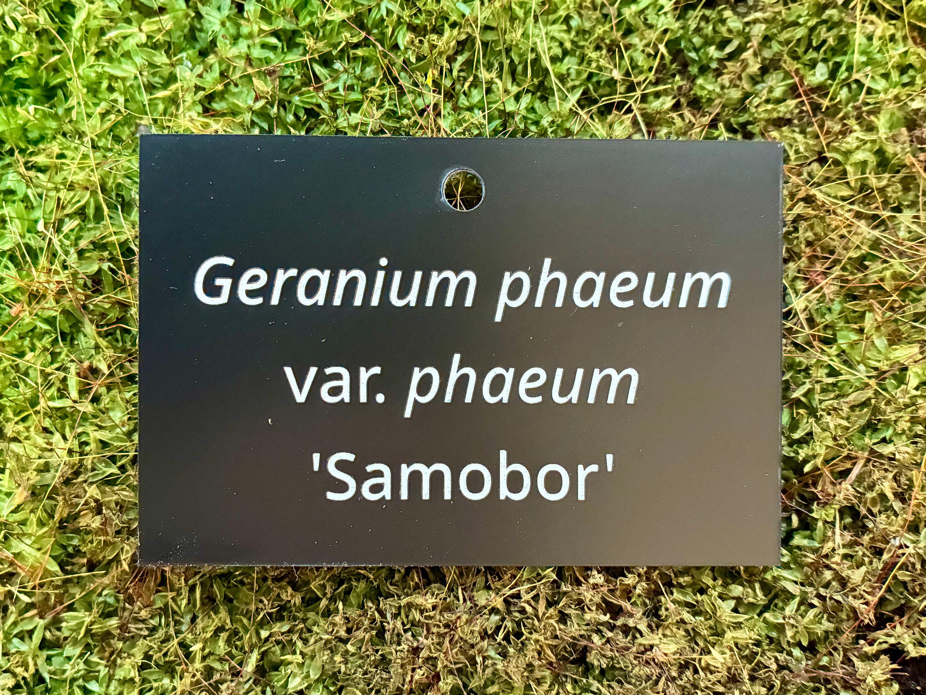 Geranium phaeum var. phaeum 'Samobor' - Plant label