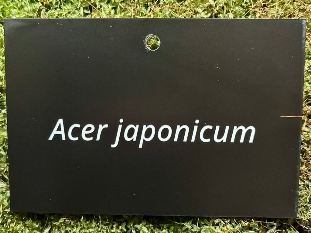 Acer japonicum - Plant label