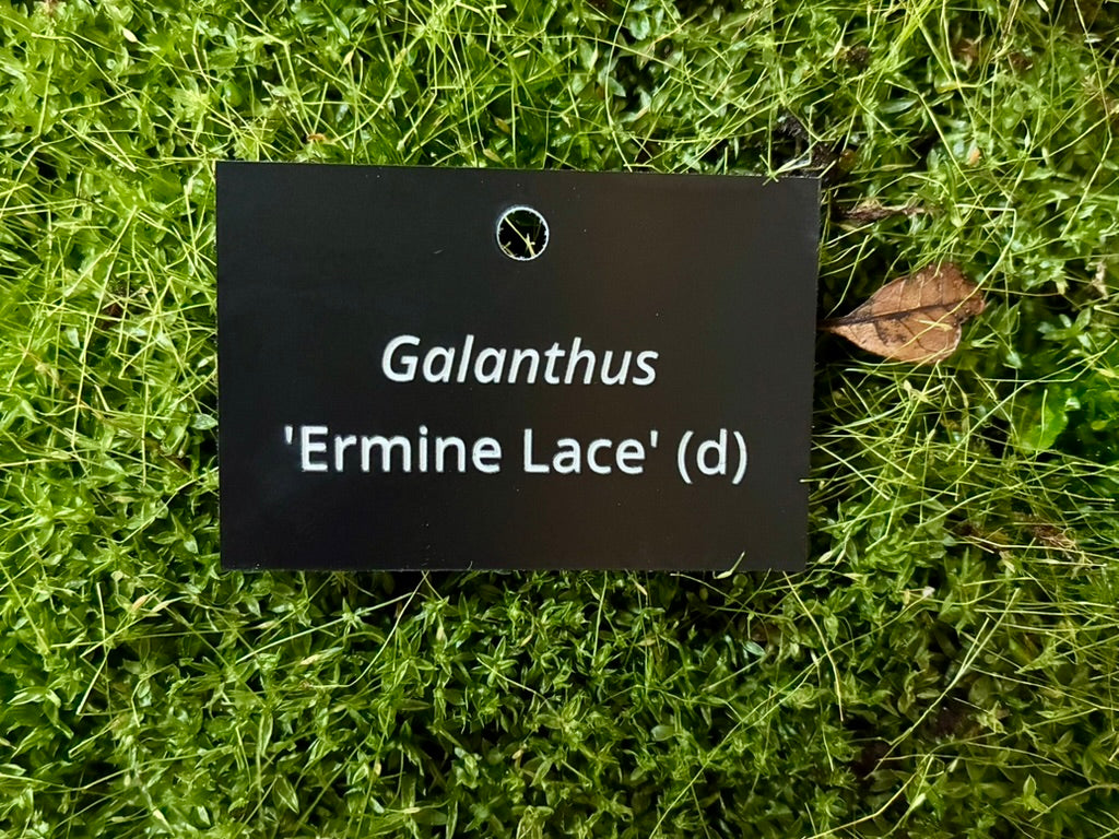 Galanthus 'Ermine Lace' (d) - Plant label