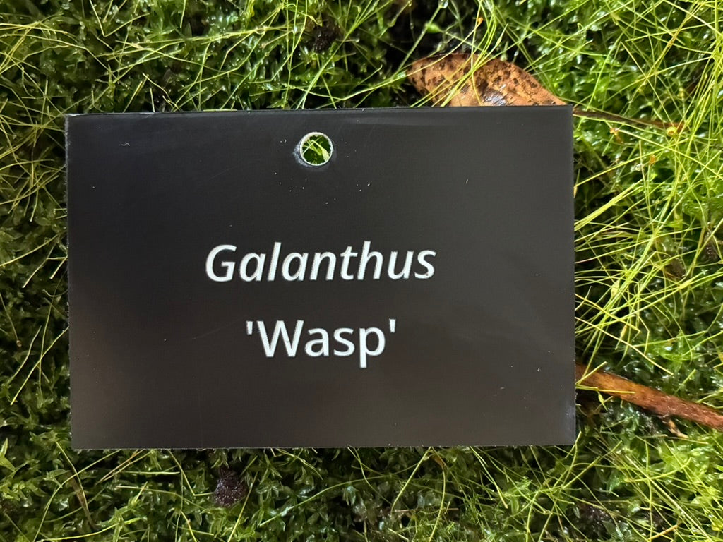 Galanthus 'Wasp' - Plant label