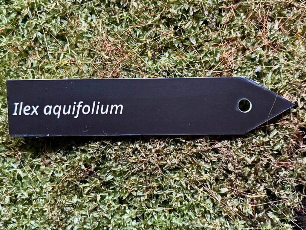 Ilex aquifolium - Plant label