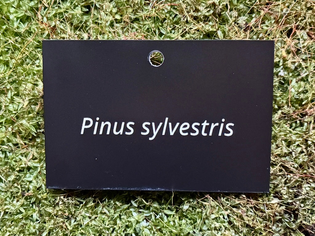 Pinus sylvestris - Plant label