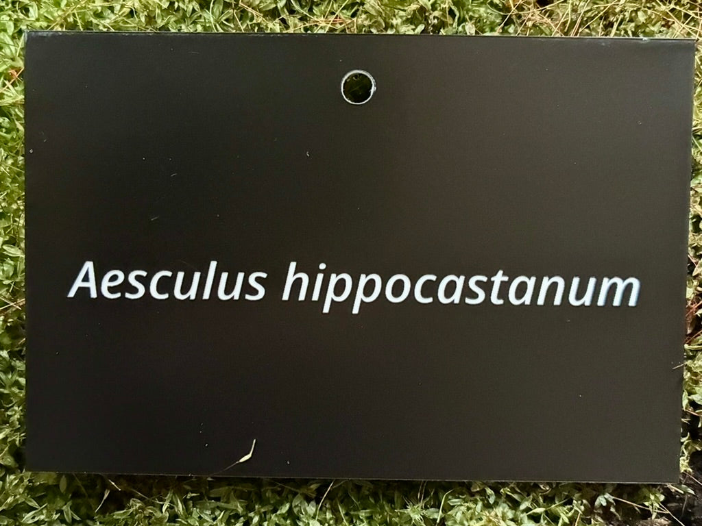 Aesculus hippocastanum - Plant label