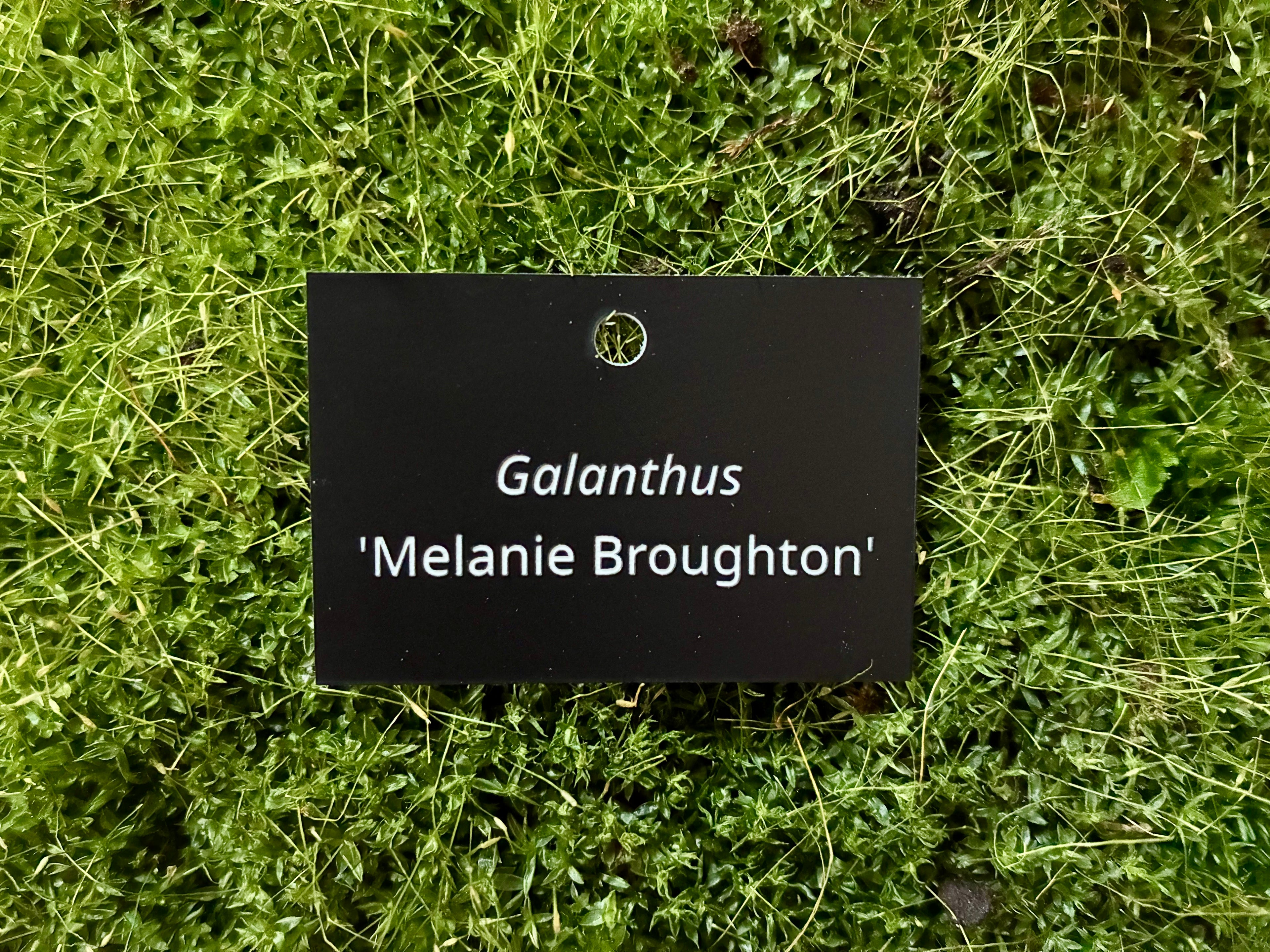 Galanthus 'Melanie Broughton' - Plant label