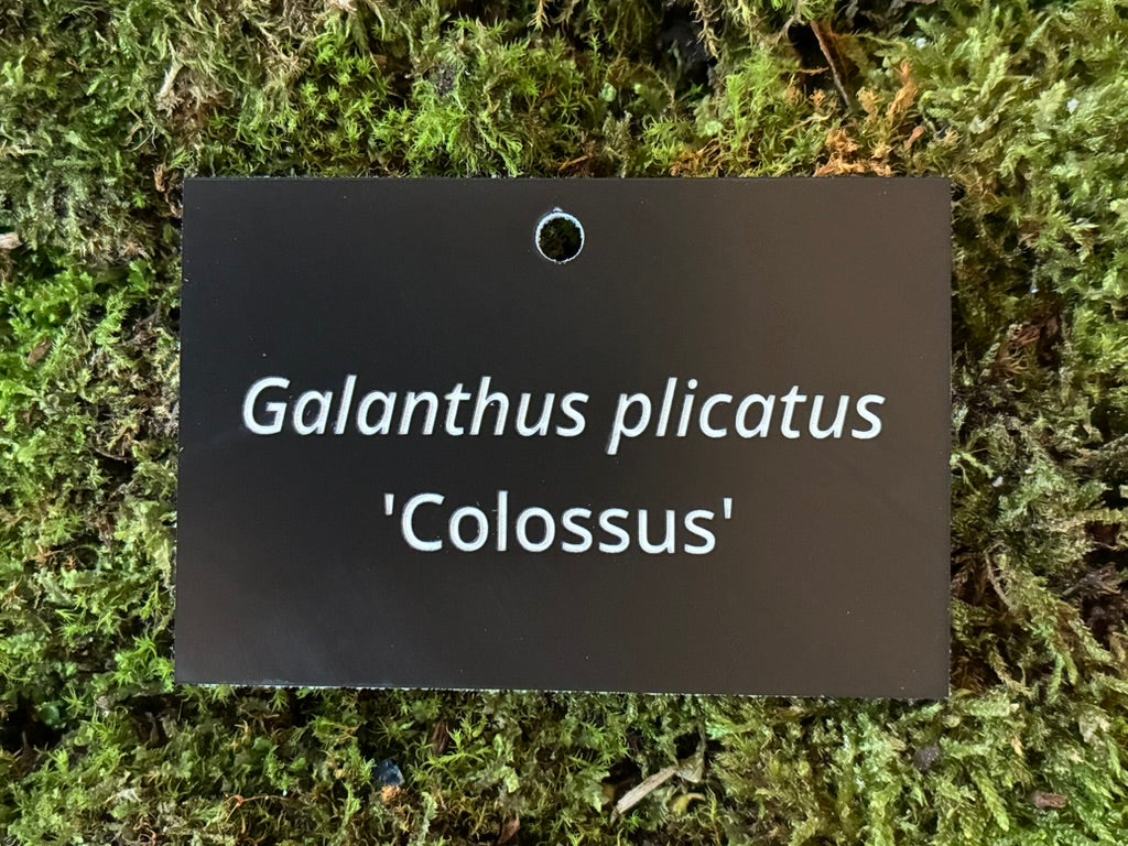 Galanthus plicatus 'Colossus' - Plant label
