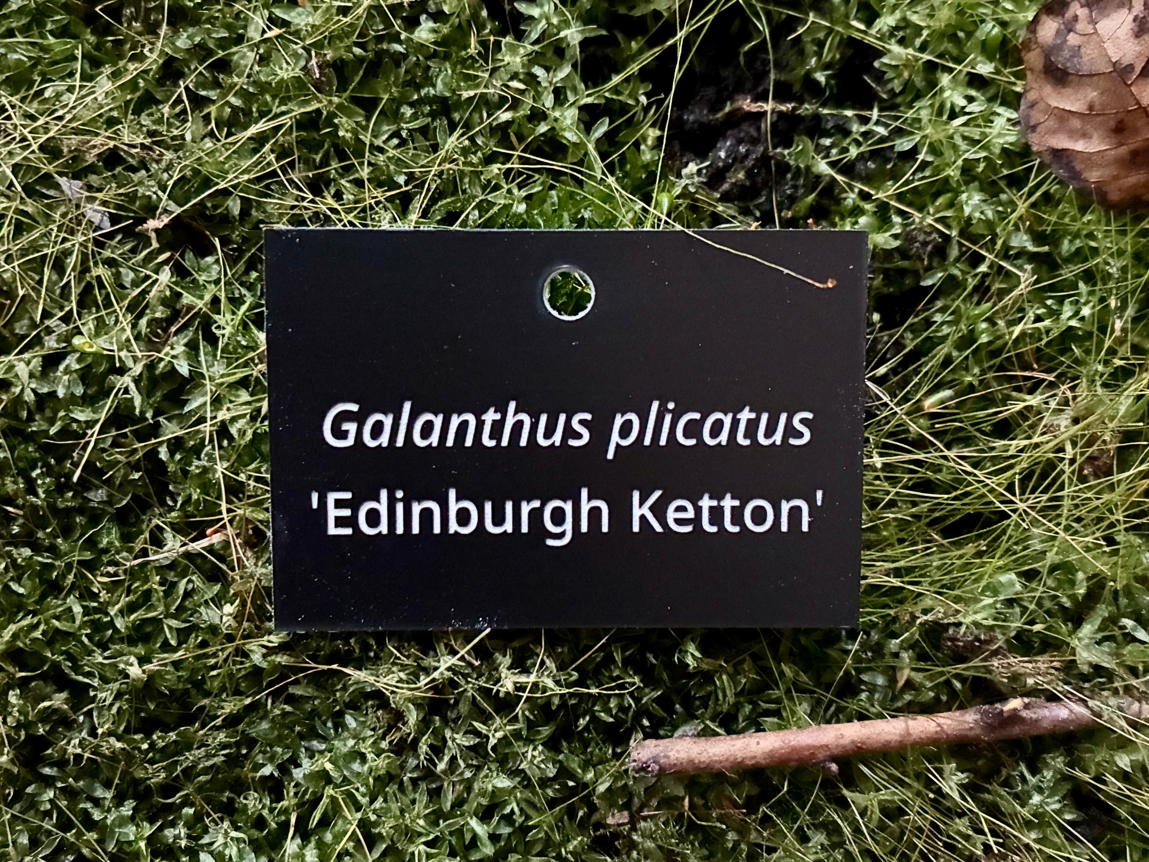 Galanthus plicatus 'Edinburgh Ketton' - Plant label
