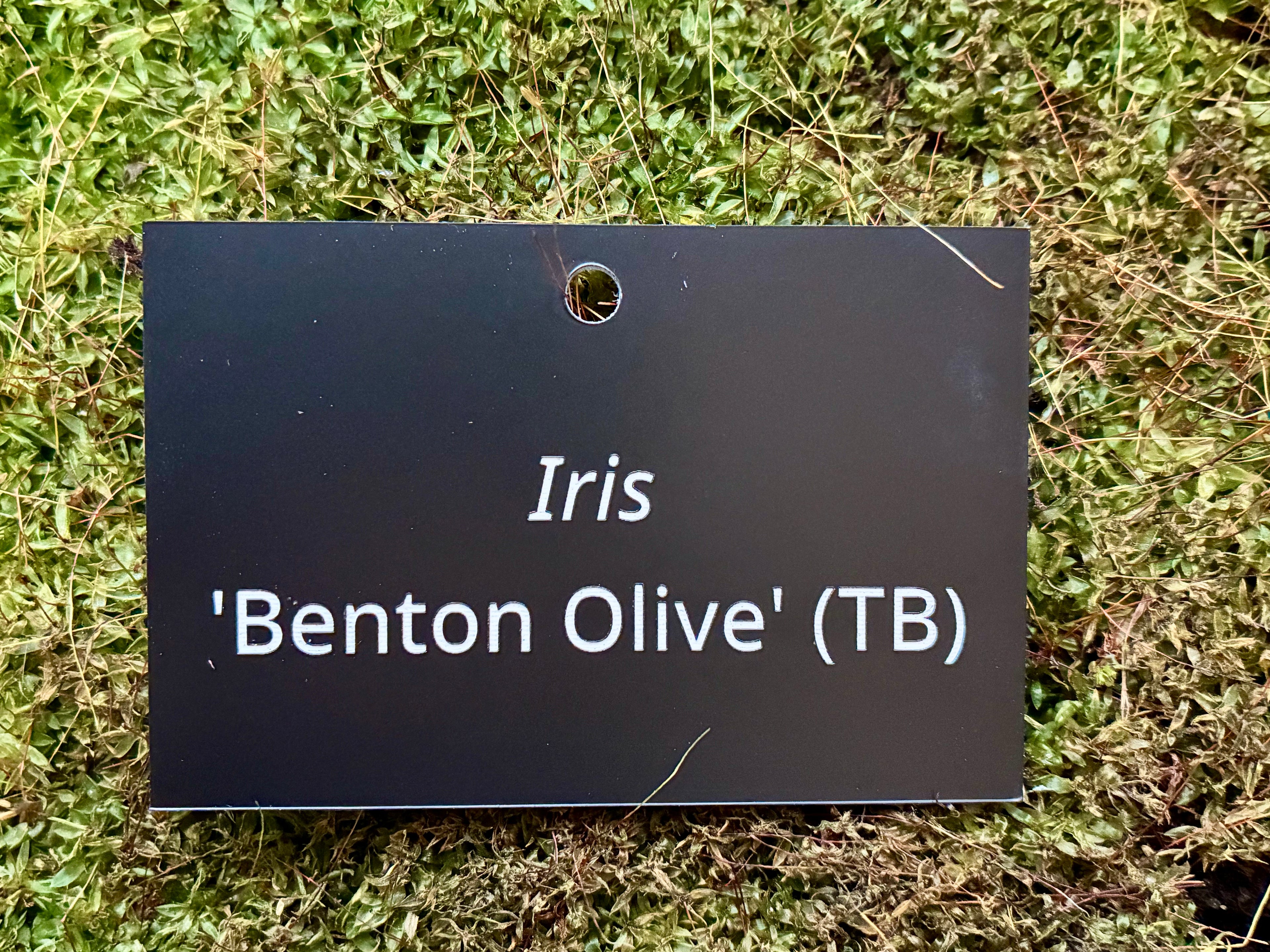 Iris 'Benton Olive' (TB) - Plant label