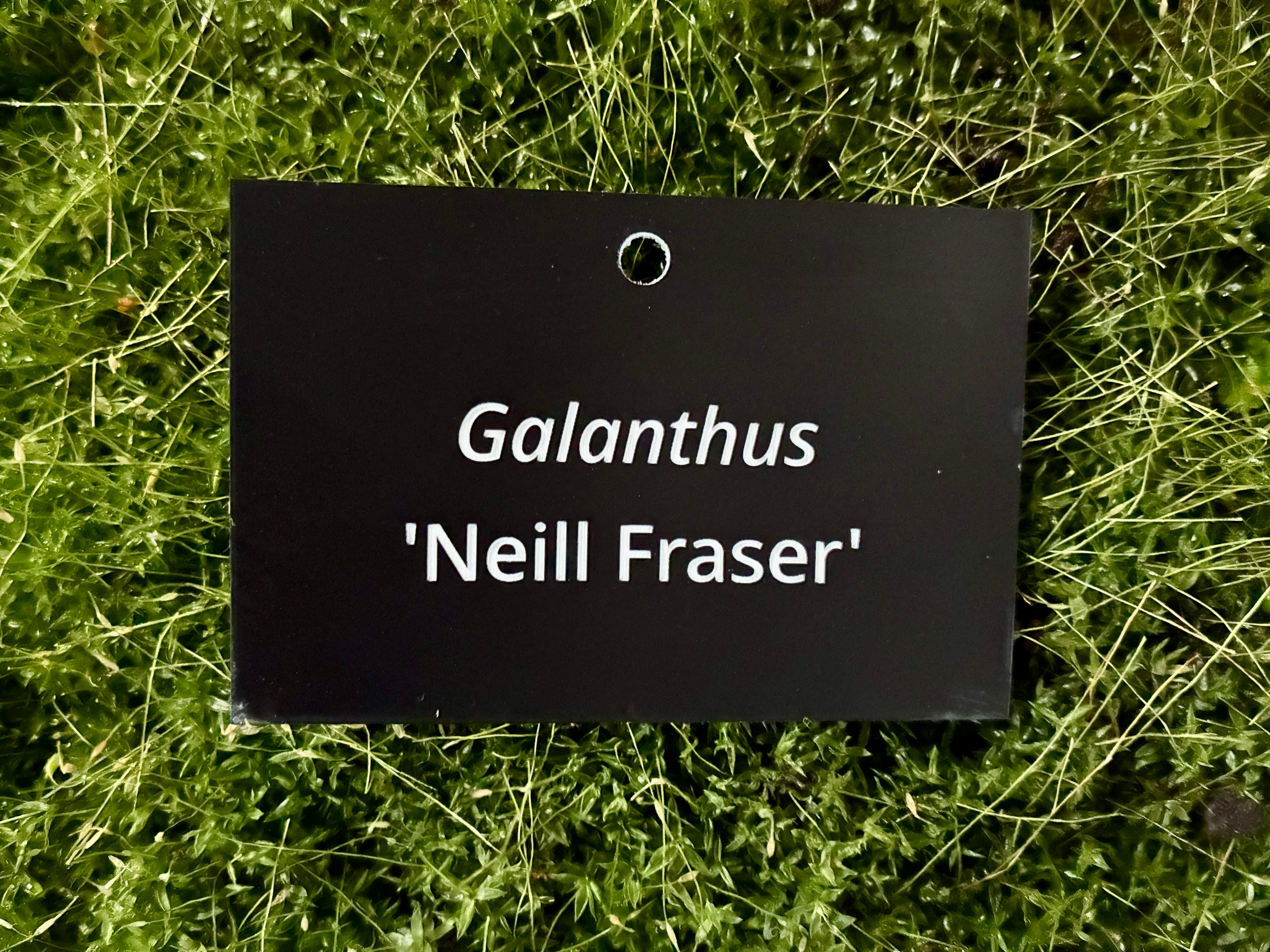 Galanthus 'Neill Fraser' - Plant label