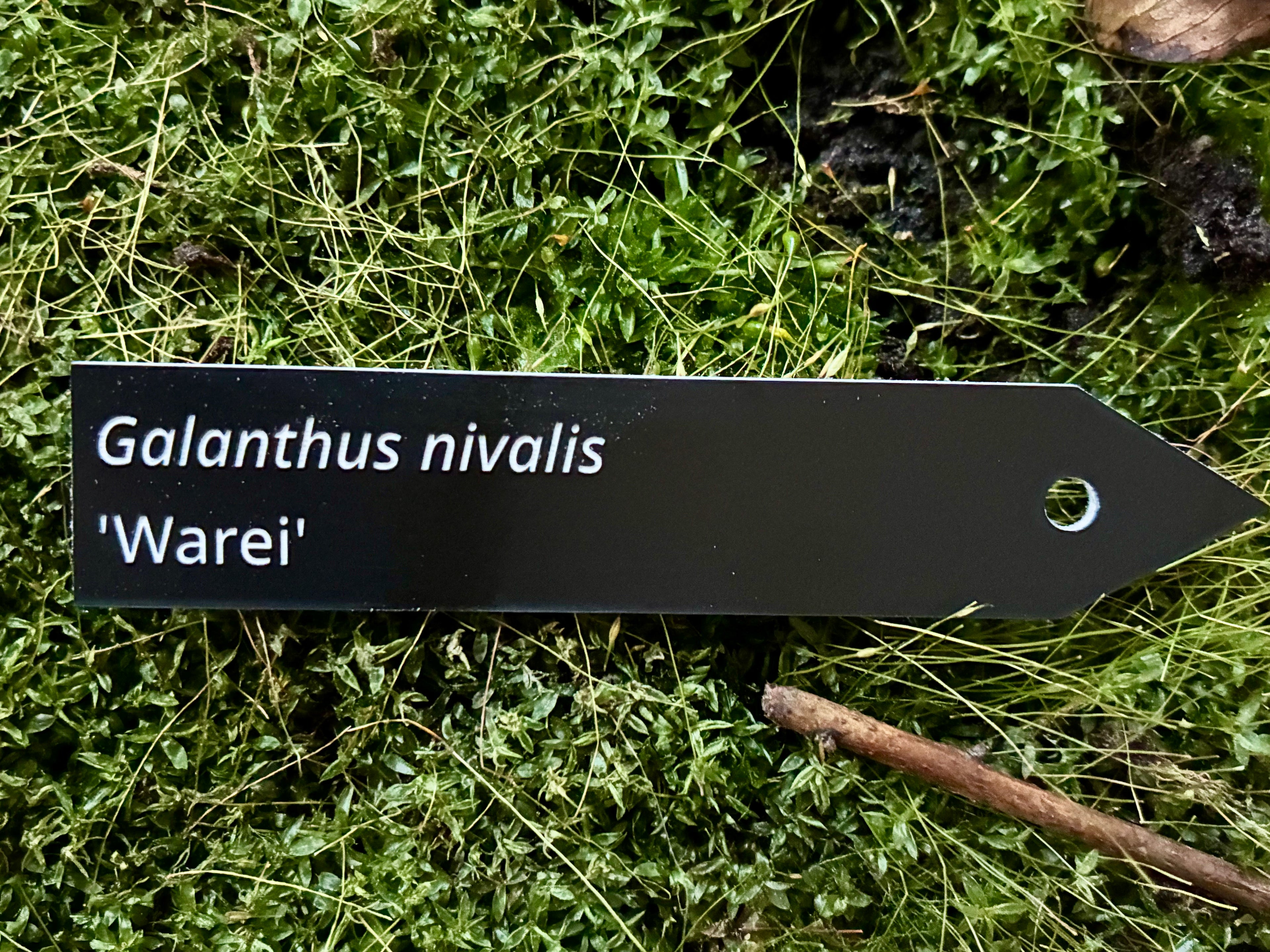 Galanthus nivalis 'Warei' - Plant label