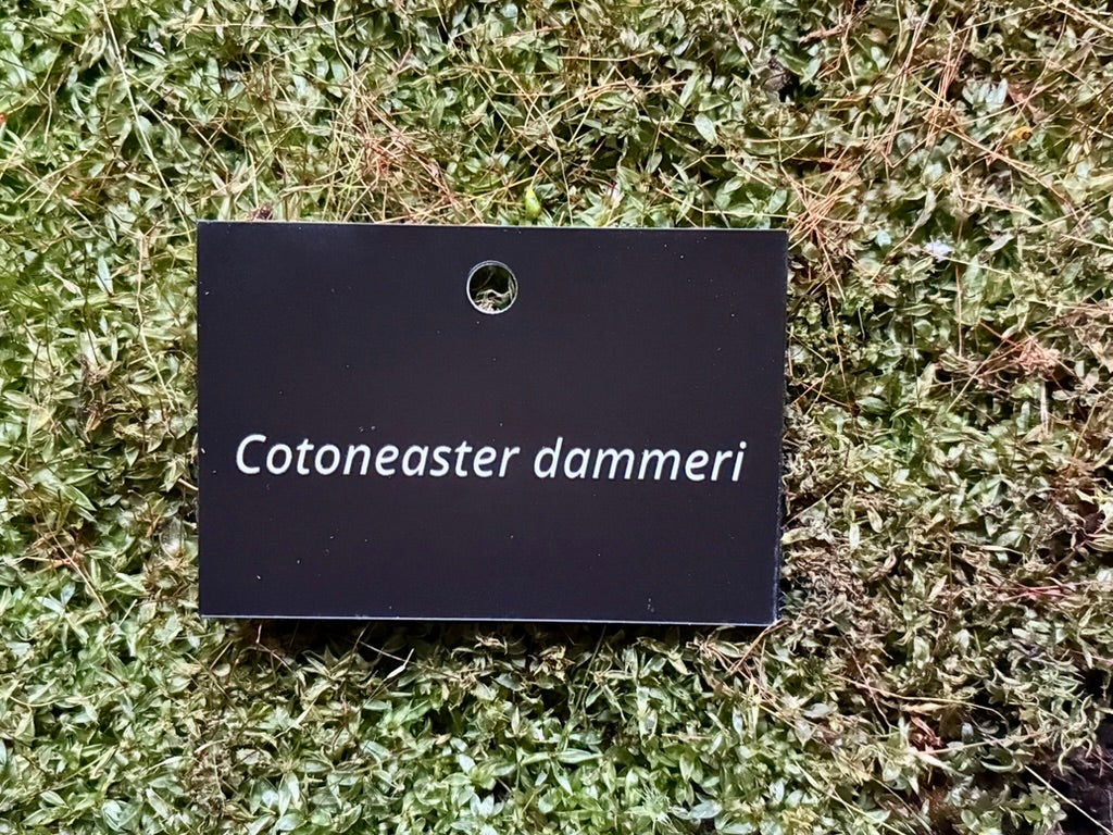 Cotoneaster dammeri - Plant label