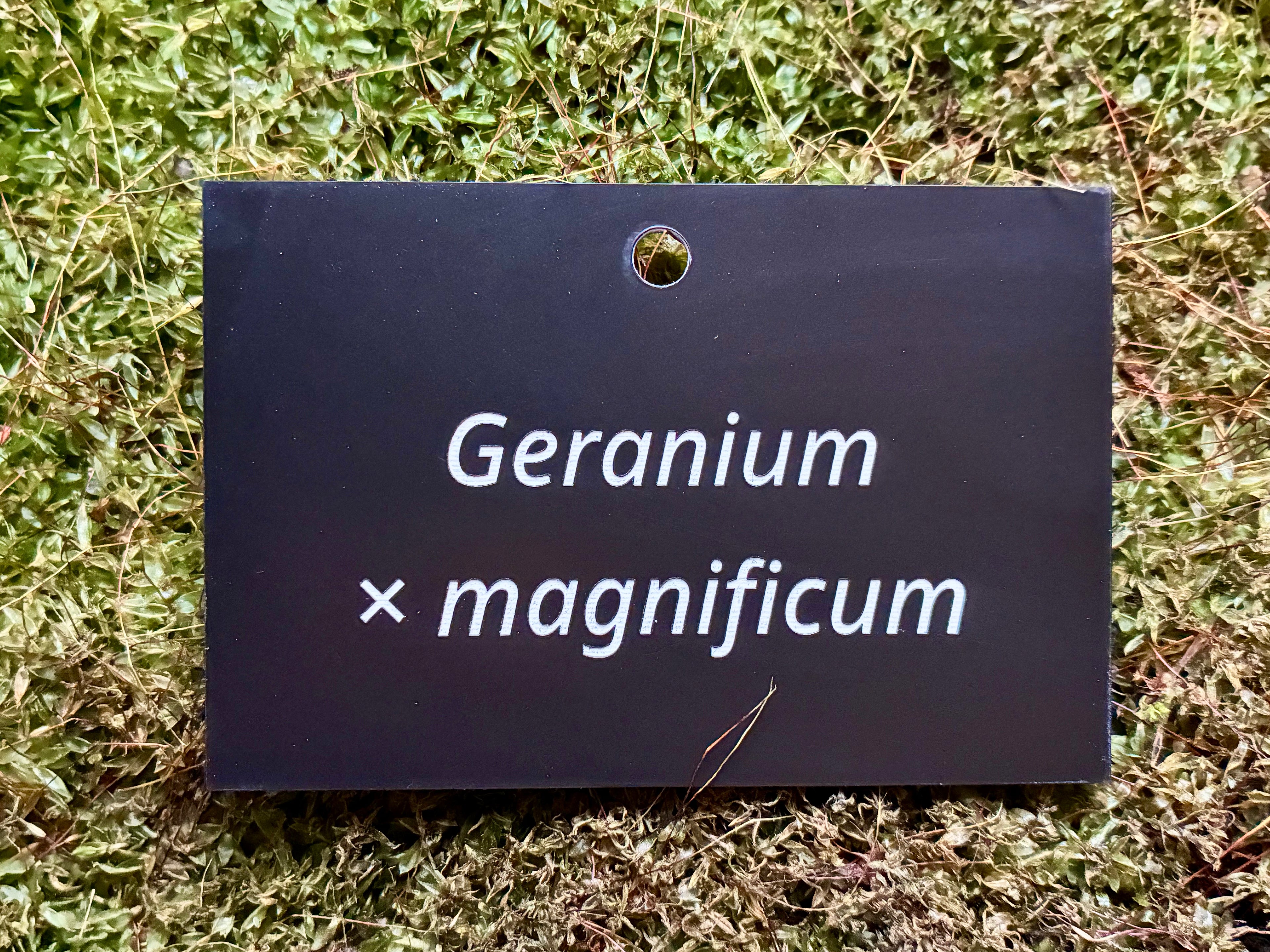 Geranium × magnificum - Plant label