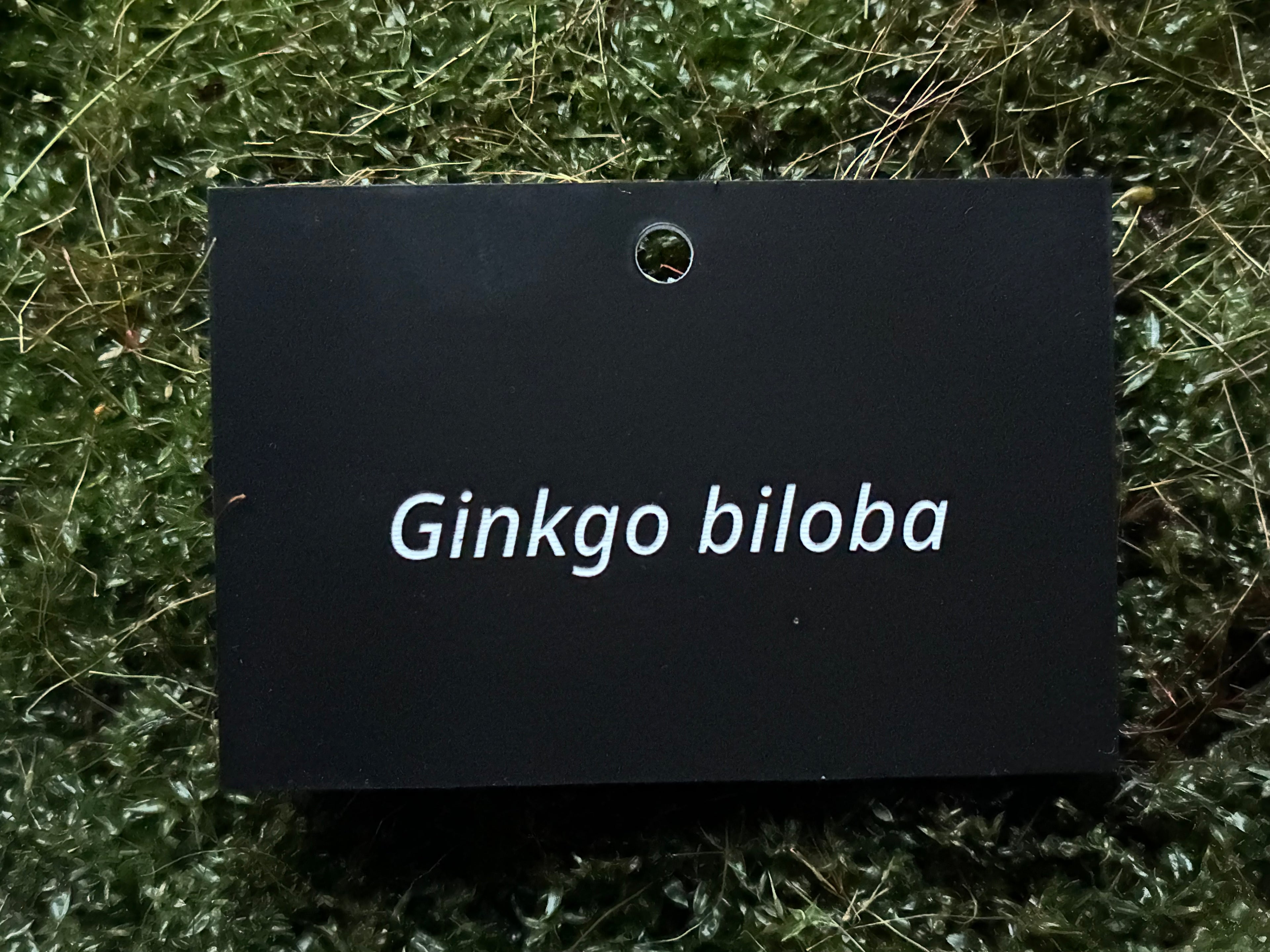 Ginkgo biloba - Plant label