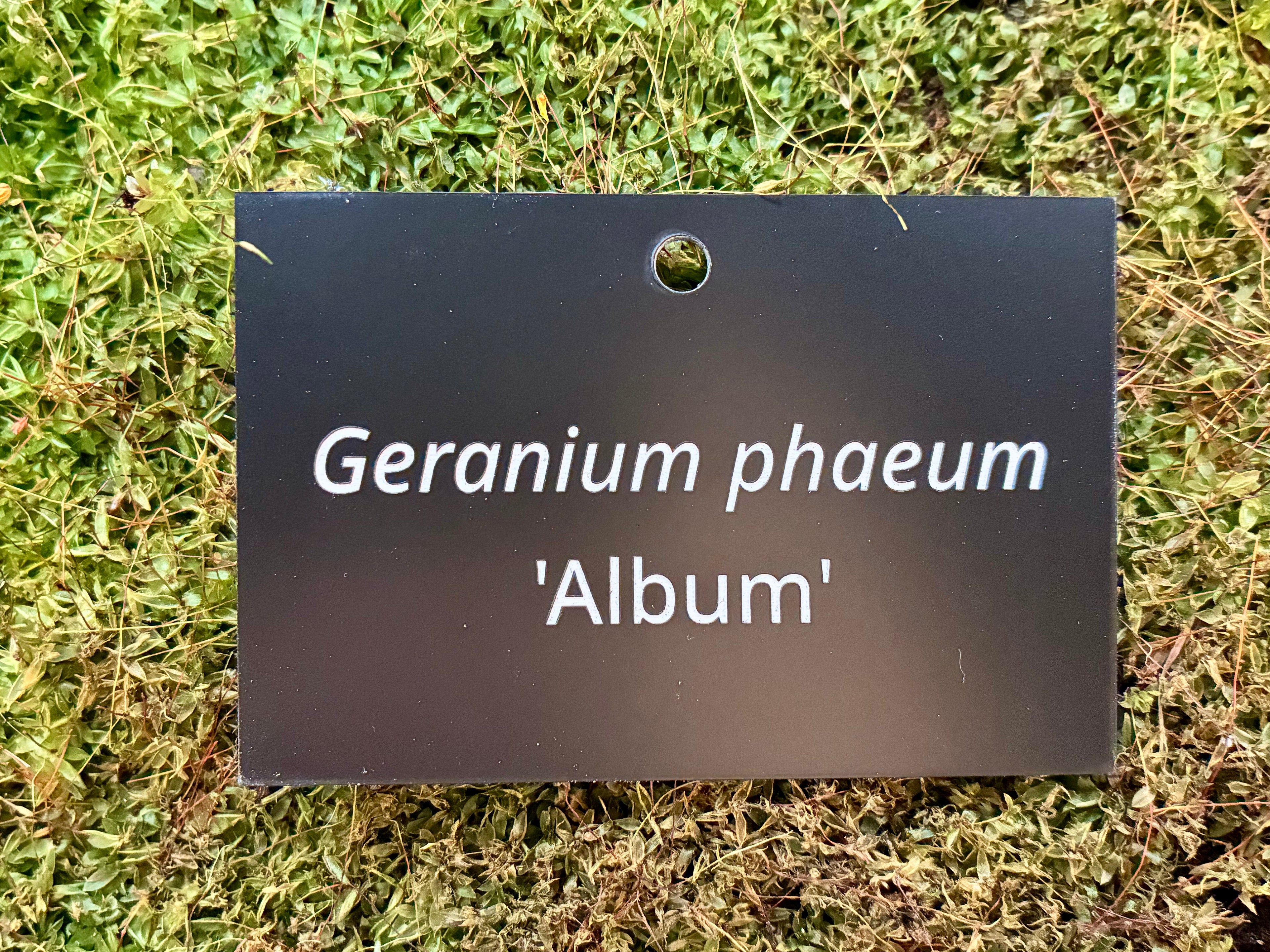 Geranium phaeum 'Album' - Plant label