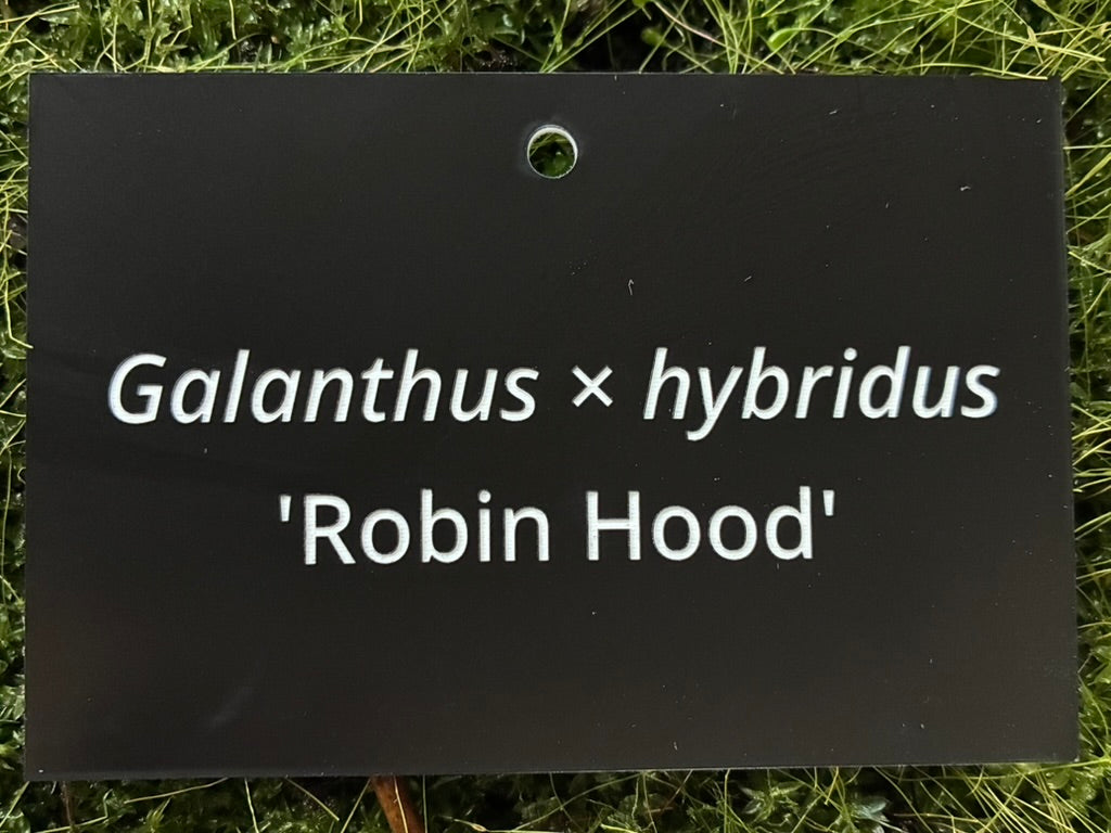 Galanthus × hybridus 'Robin Hood' - Plant label