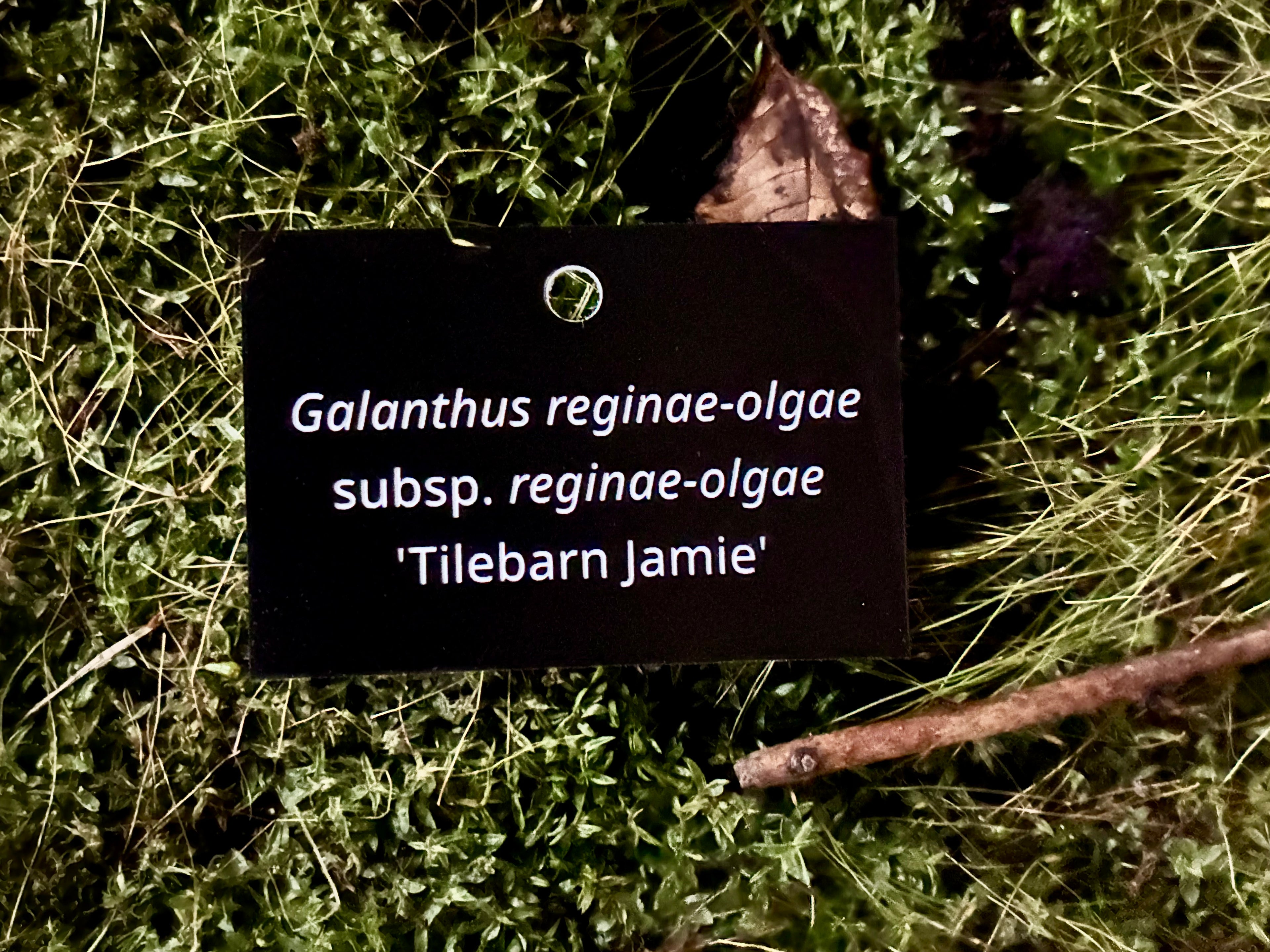 Galanthus reginae-olgae subsp. reginae-olgae 'Tilebarn Jamie' - Plant label