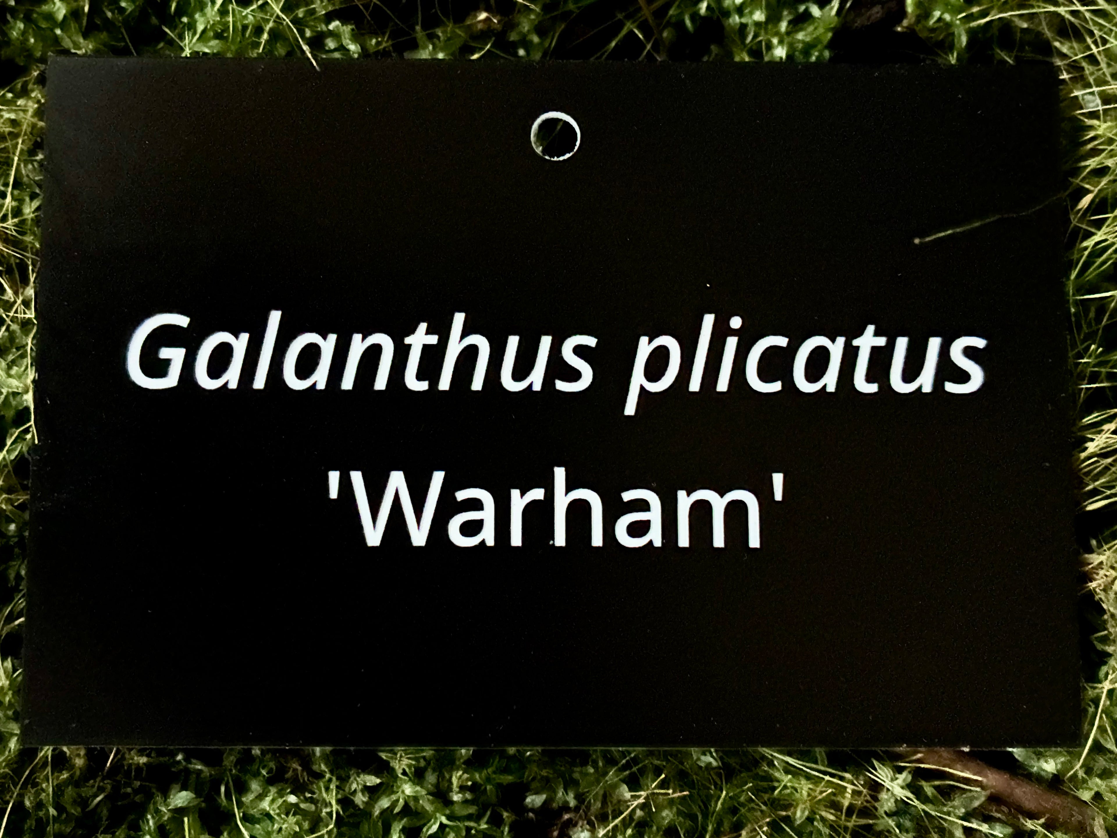 Galanthus plicatus 'Warham' - Plant label