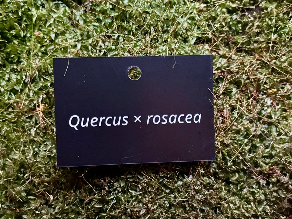 Quercus × rosacea - Plant label