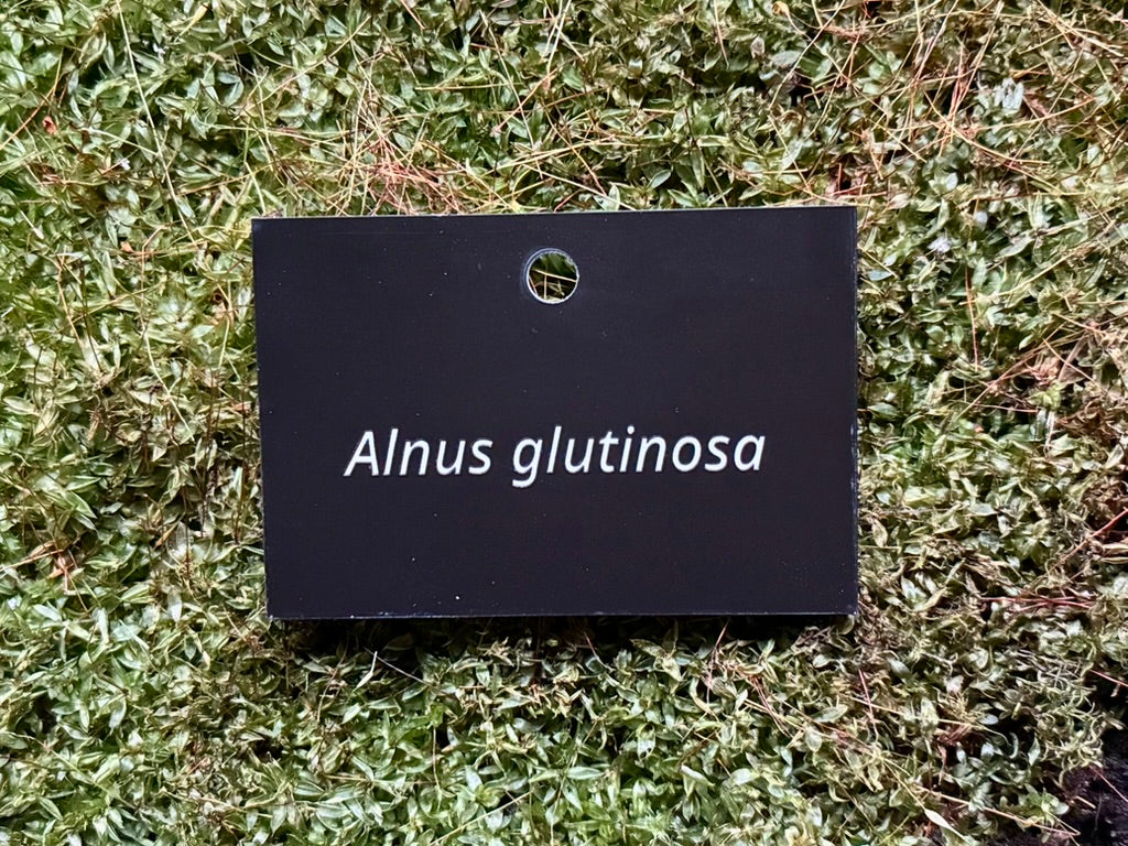 Alnus glutinosa - Plant label